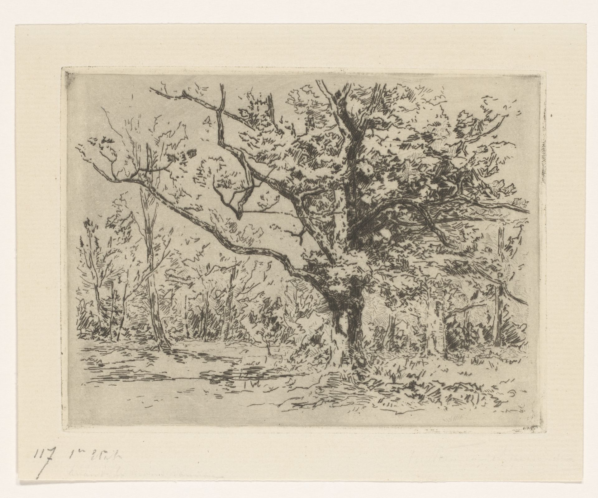 Groep eikenbomen by Carel Nicolaas Storm van 's-Gravesande