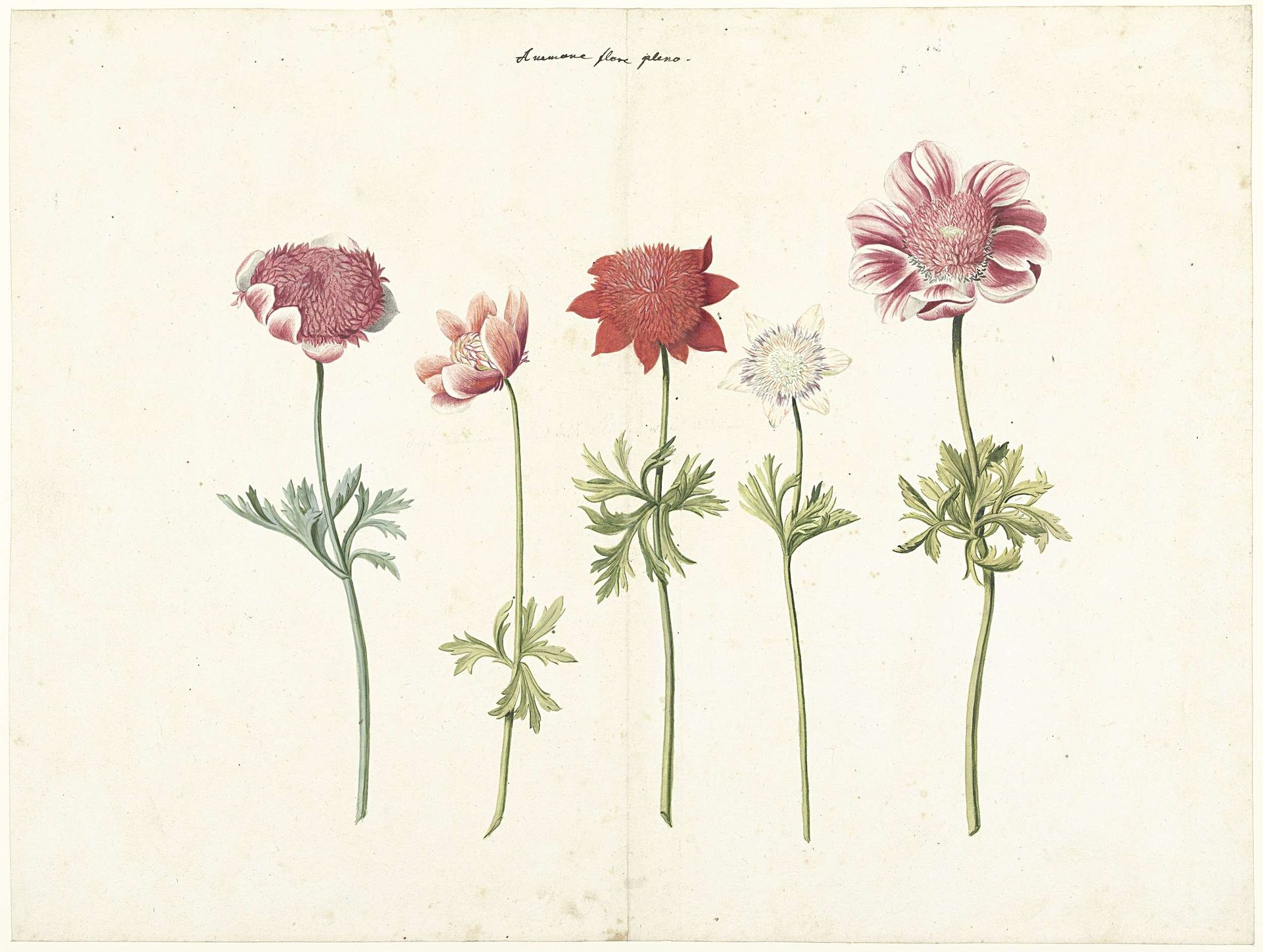 Five Studies of Anemones by Anonymous