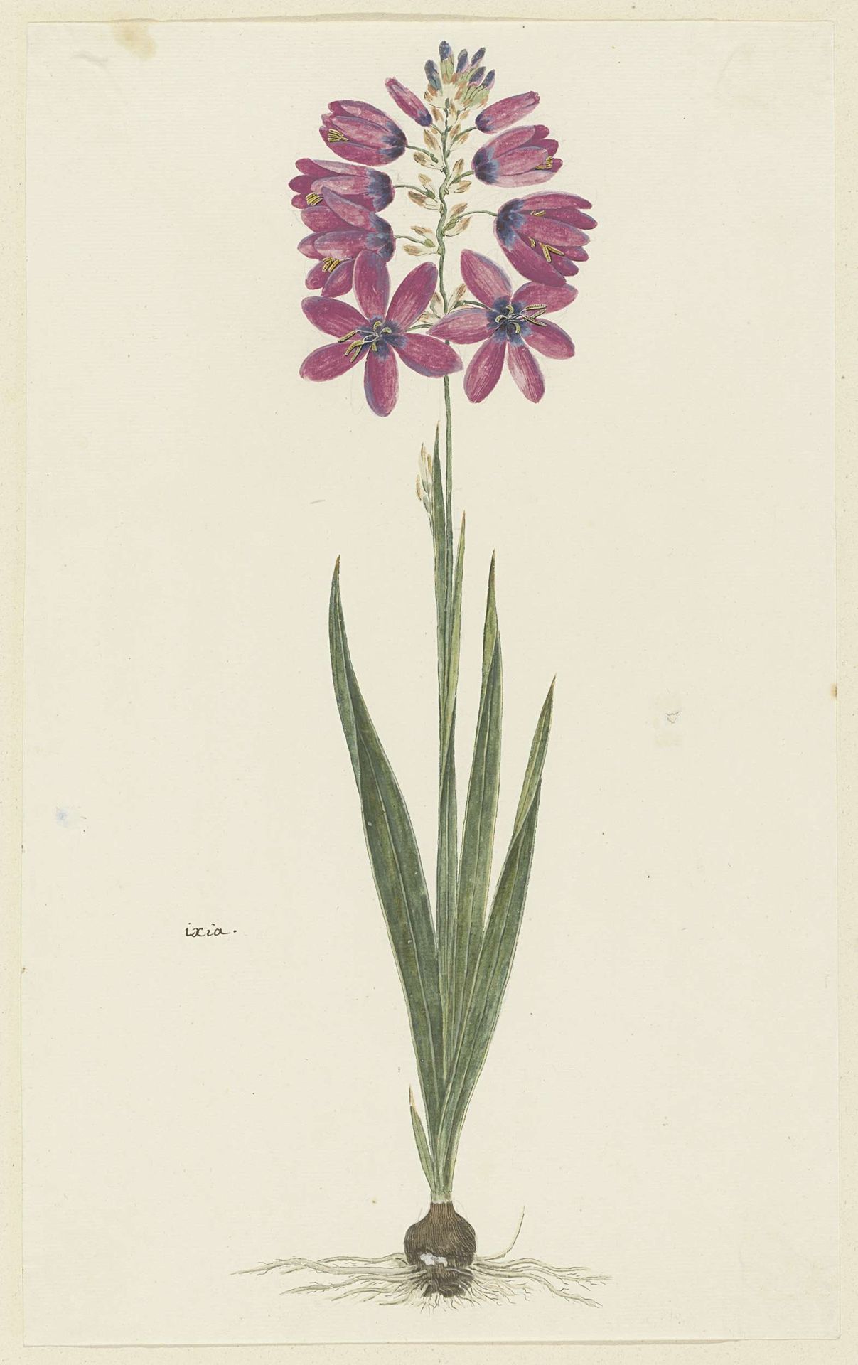 Ixia lutea Eckl. var. ovata. by Robert Jacob Gordon