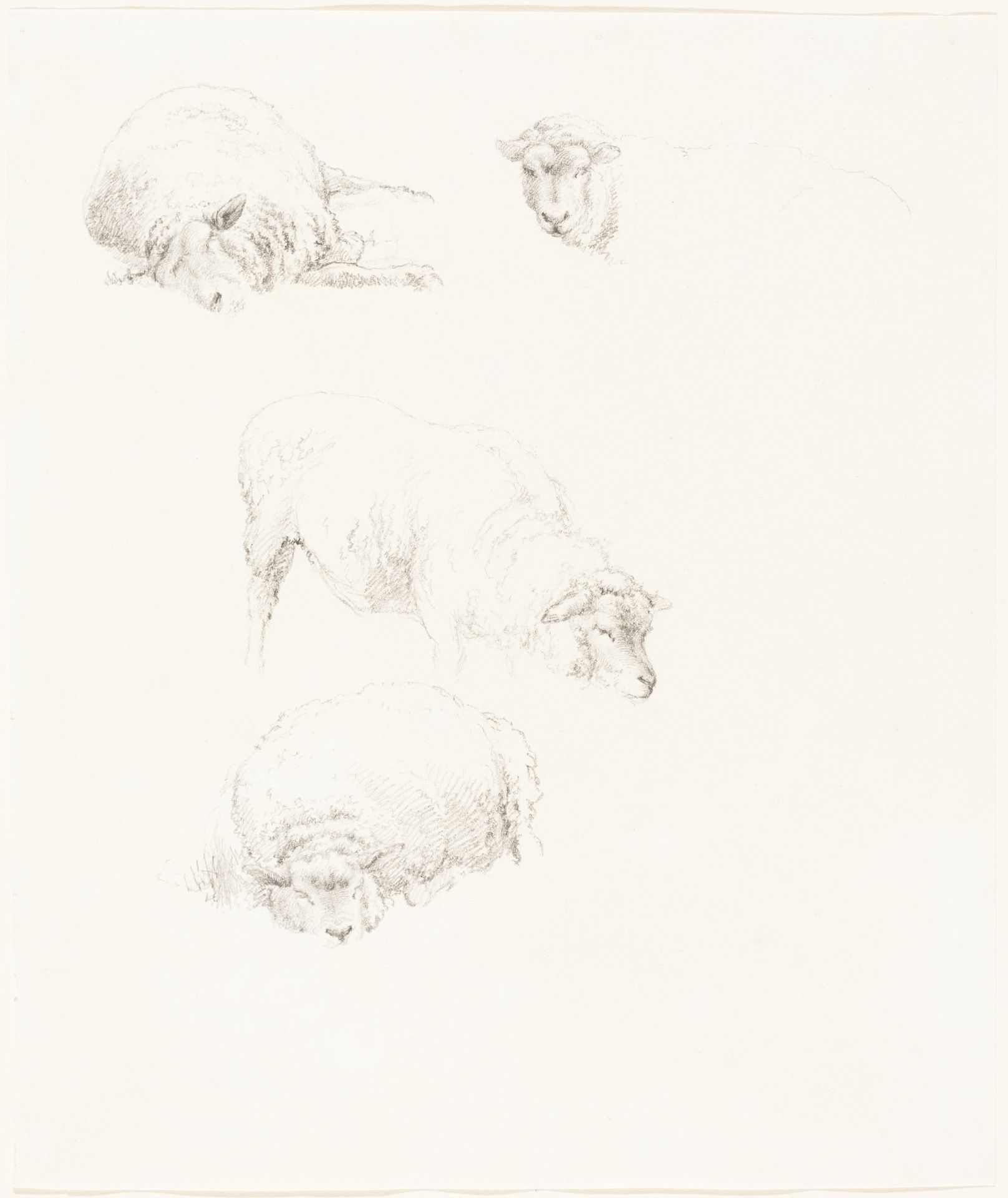 Studies of Sheep by Robert Hills