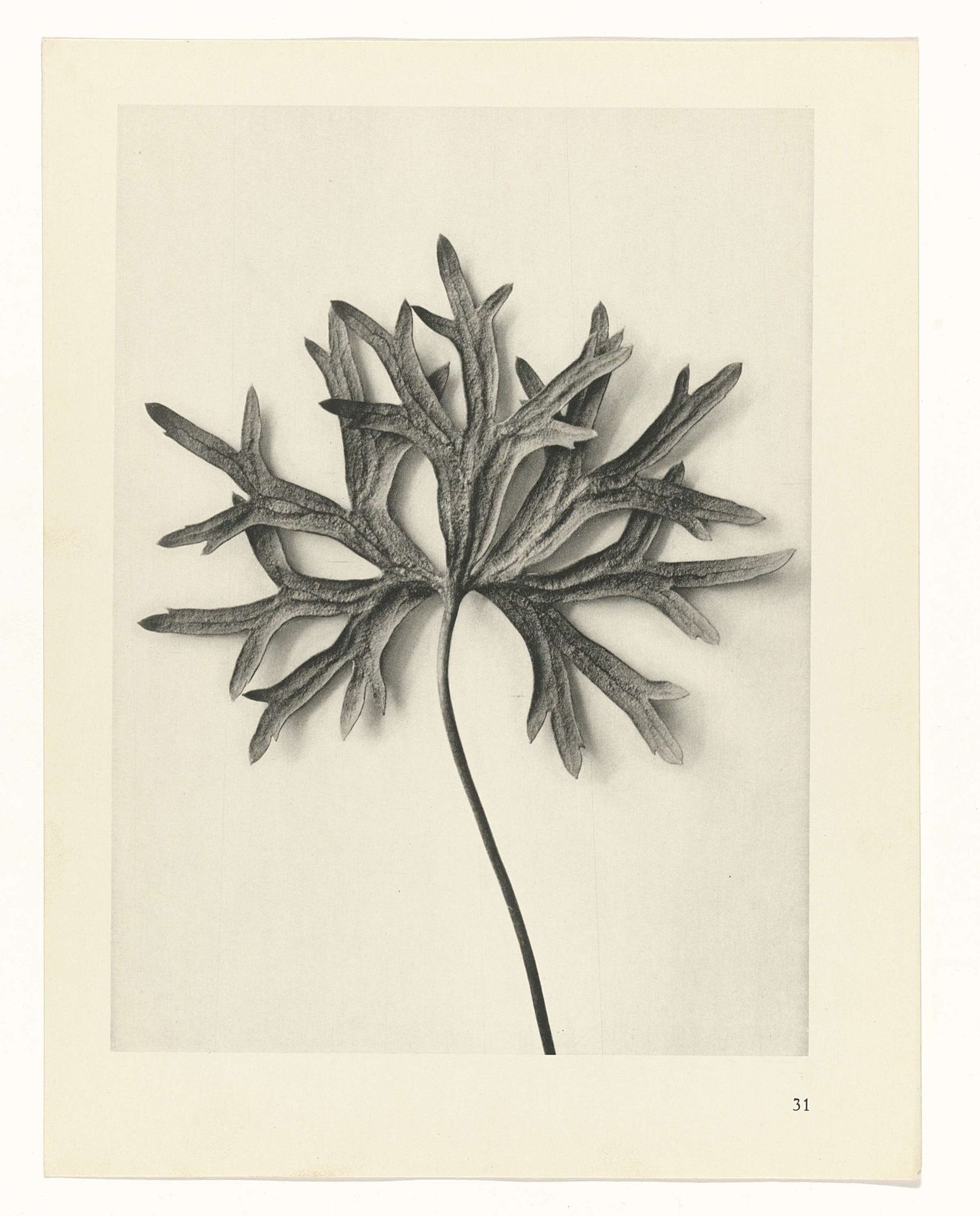 ['Plant Studies', 'Urformen der Kunst: photographische Pflanzenbilder'] by Karl Blossfeldt