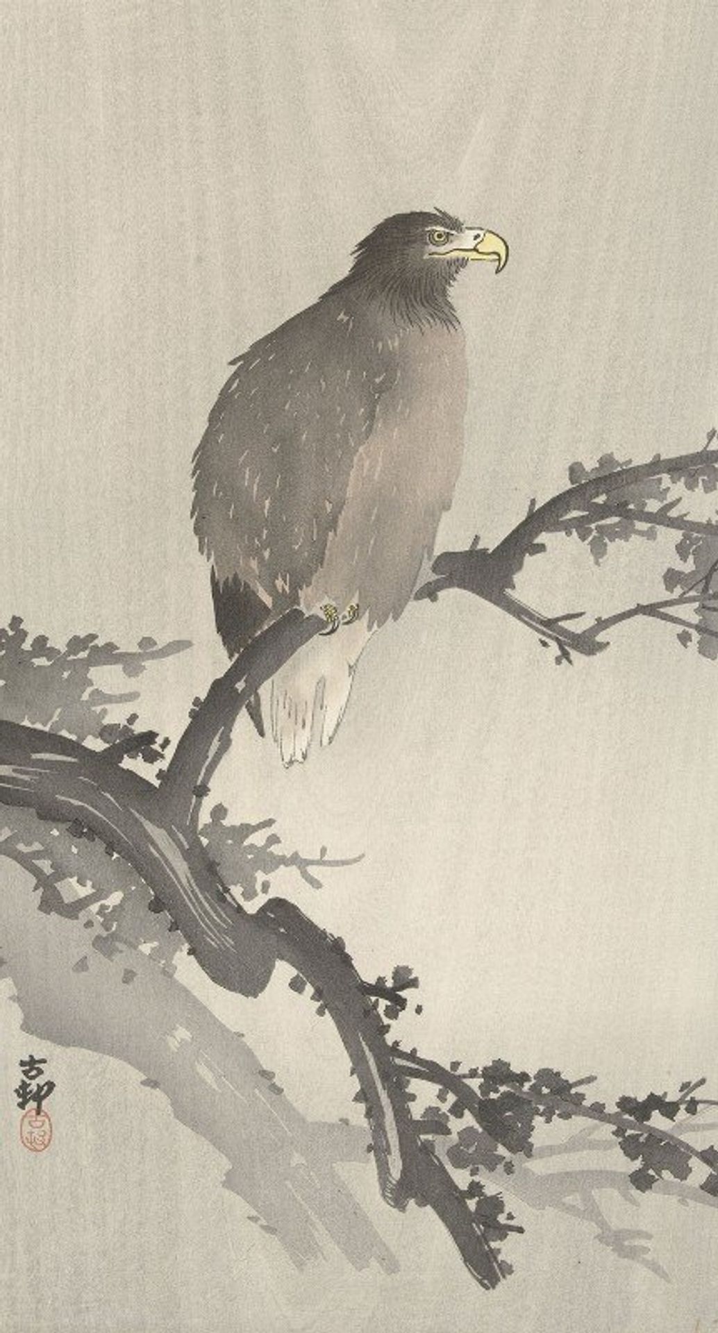 White-tailed eagle on branch by Ohara Koson