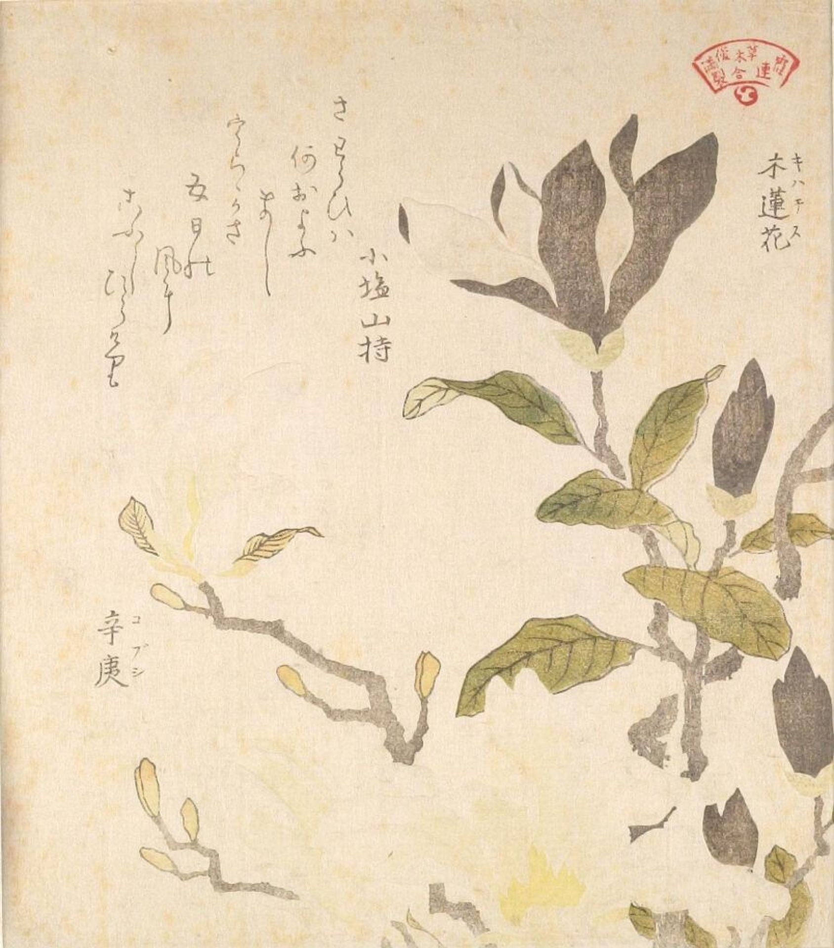 Magnolia (Mokuren) and Magnolia kobus (Kobushi), from the series An Array of Plants for the Kasumi Circle (Kasumi-ren sÅmoku awase), with poem by Kubo Shunman