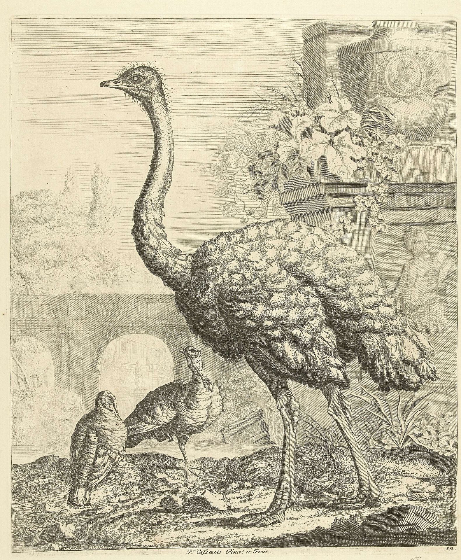 Struisvogel en kalkoenen in een tuin met antieke ruines by Peter (III) Casteels