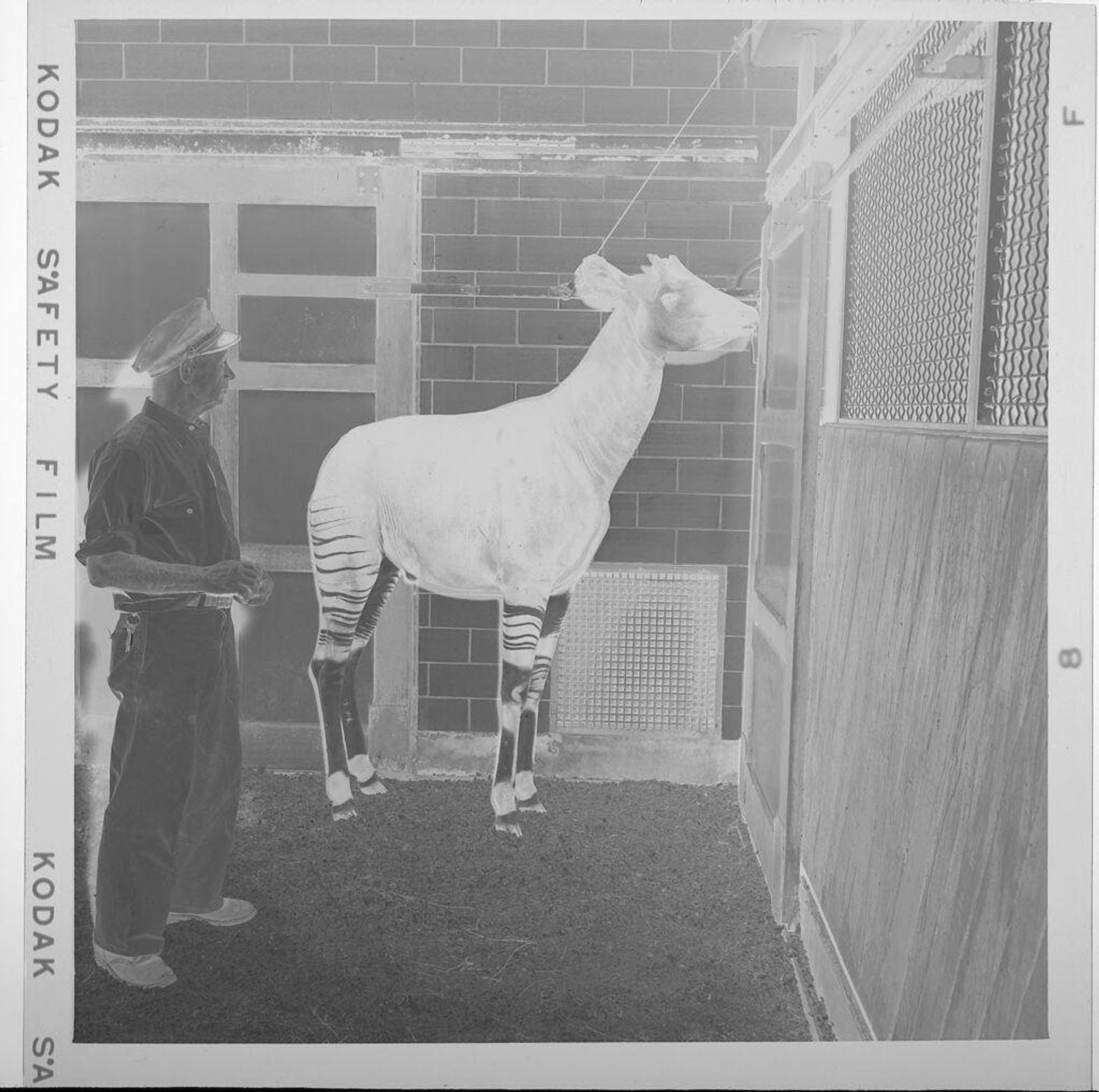 Untitled (man with animal in cage at zoo) by Jack Gould