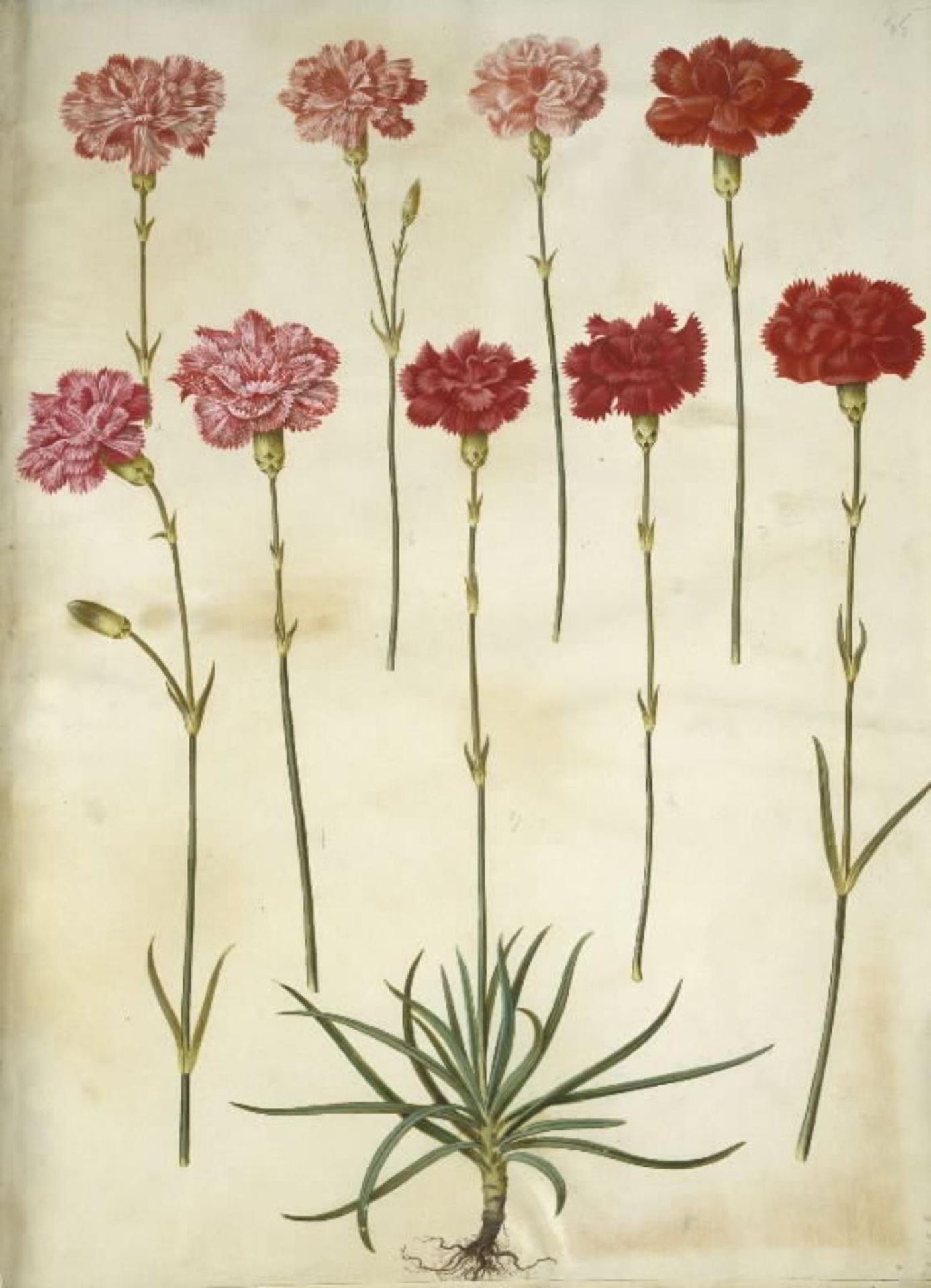Dianthus caryophyllus (have-nellike) by Hans Simon Holtzbecker