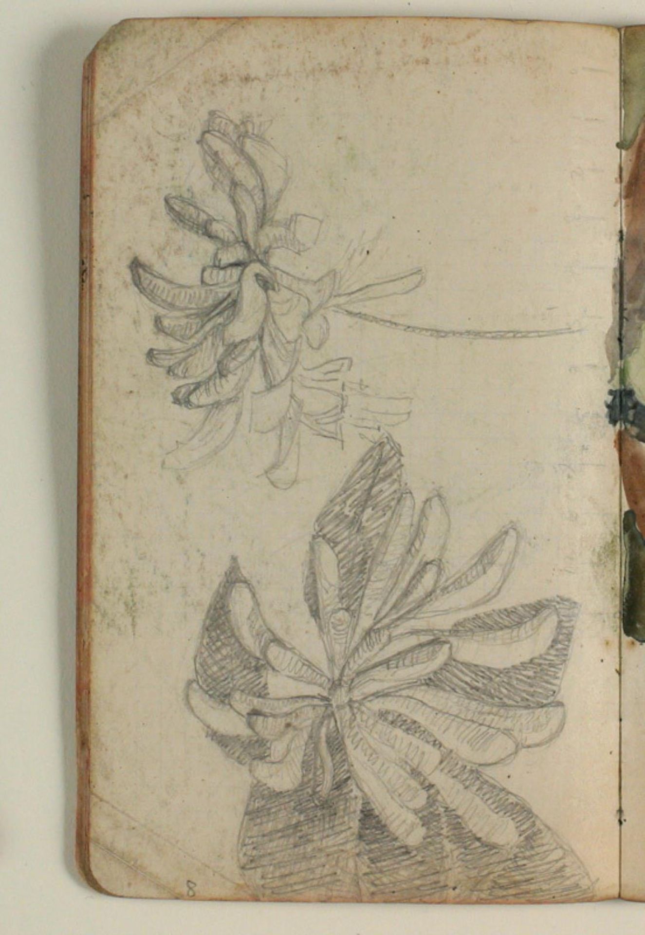 Plantestudier by Niels Larsen Stevns