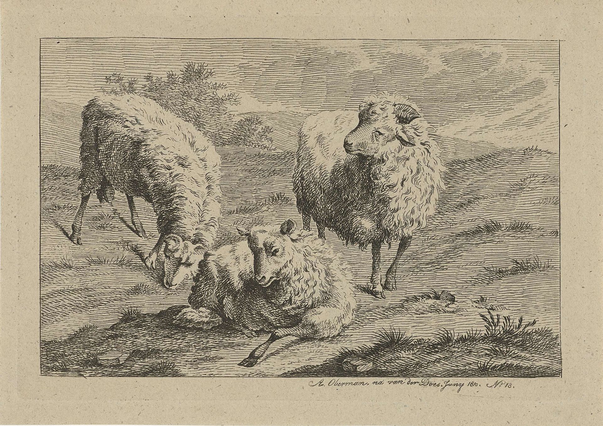 Drie schapen by Anthony Oberman