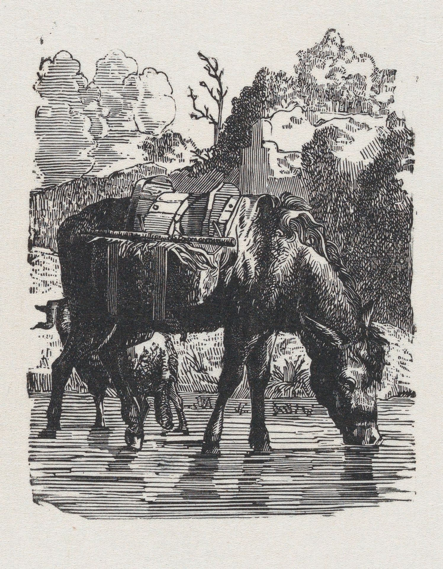 Saddled donkeys drinking water by Anonymous