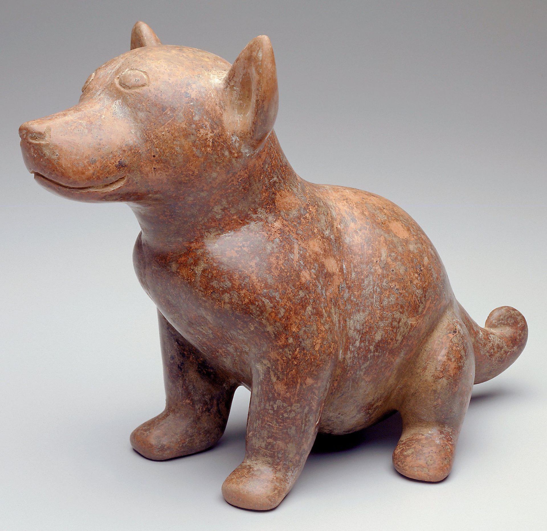 Dog by Colima