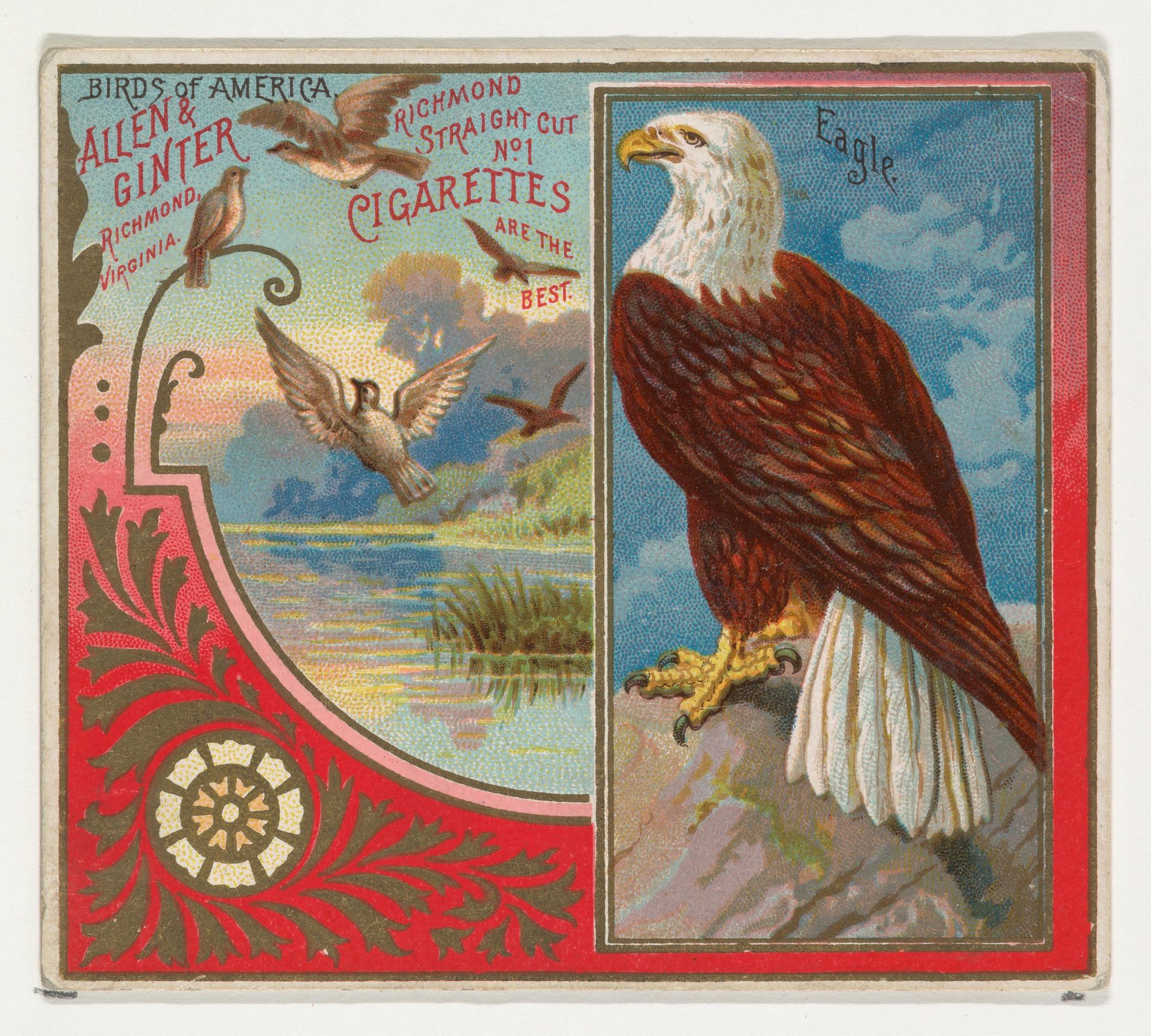 Eagle, from the Birds of America series (N37) for Allen & Ginter Cigarettes by Allen & Ginter