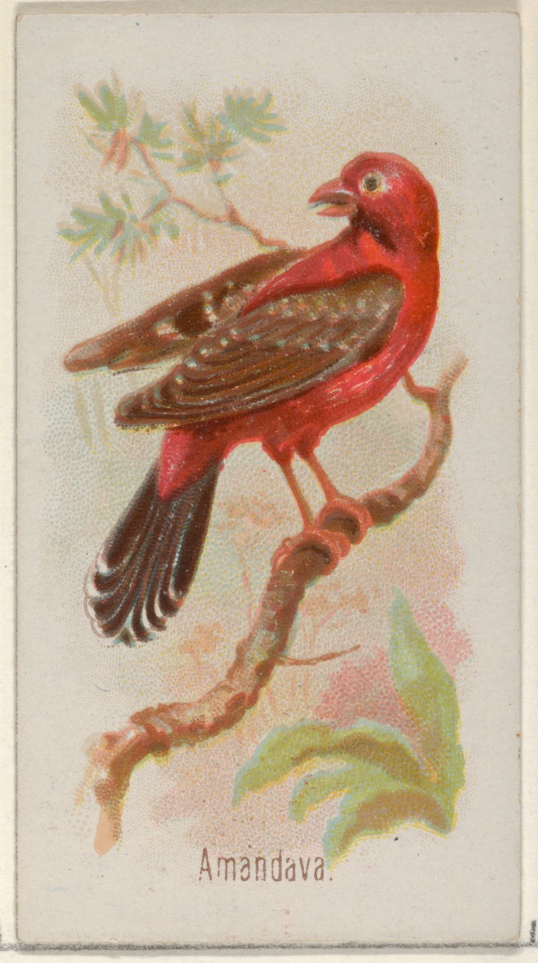 Amandava, from the Song Birds of the World series (N23) for Allen & Ginter Cigarettes by Allen & Ginter