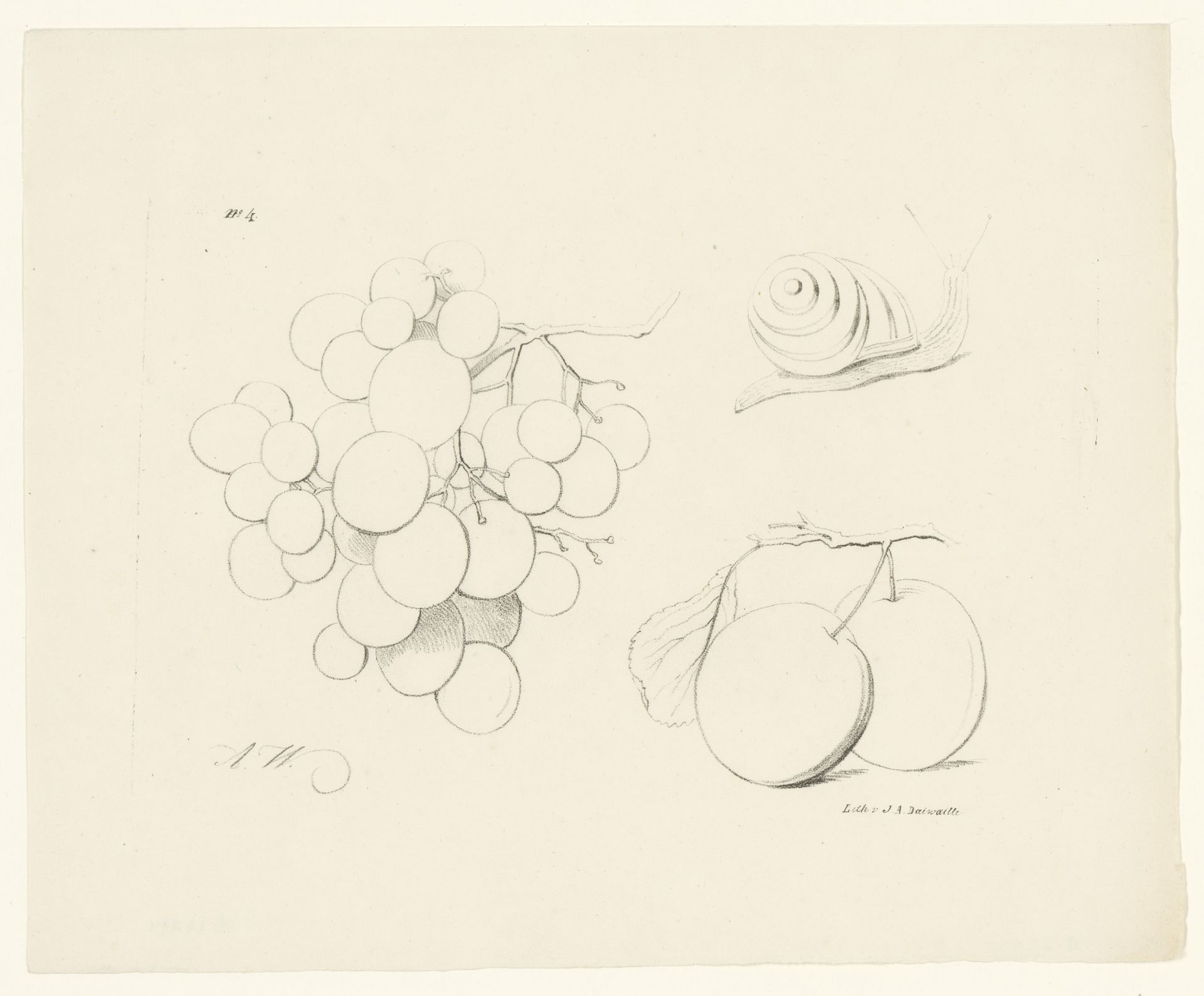 Druiven, slak en appels by Anton Weiss