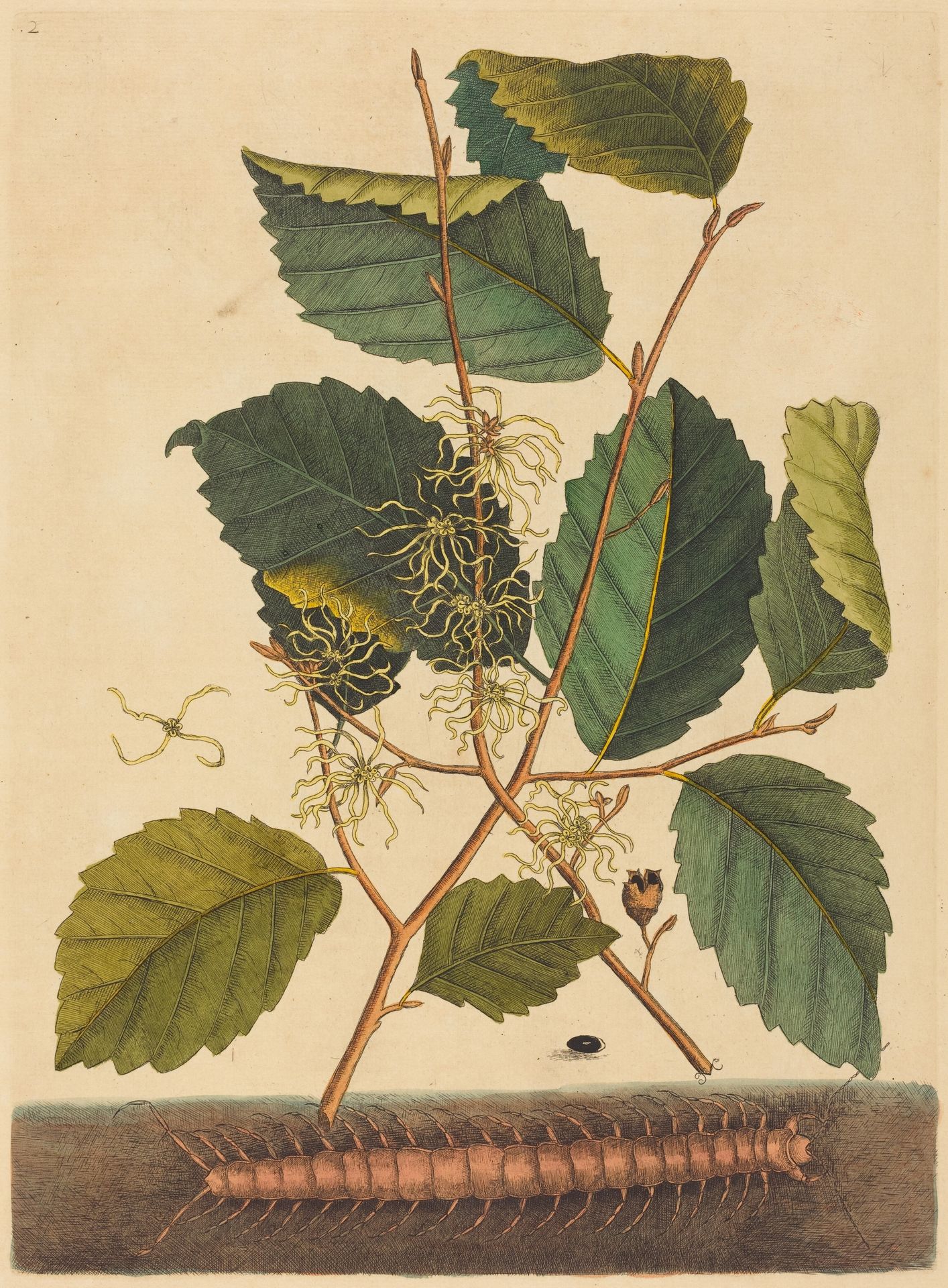 Centipede (Scolopendra morsitans) by Mark Catesby