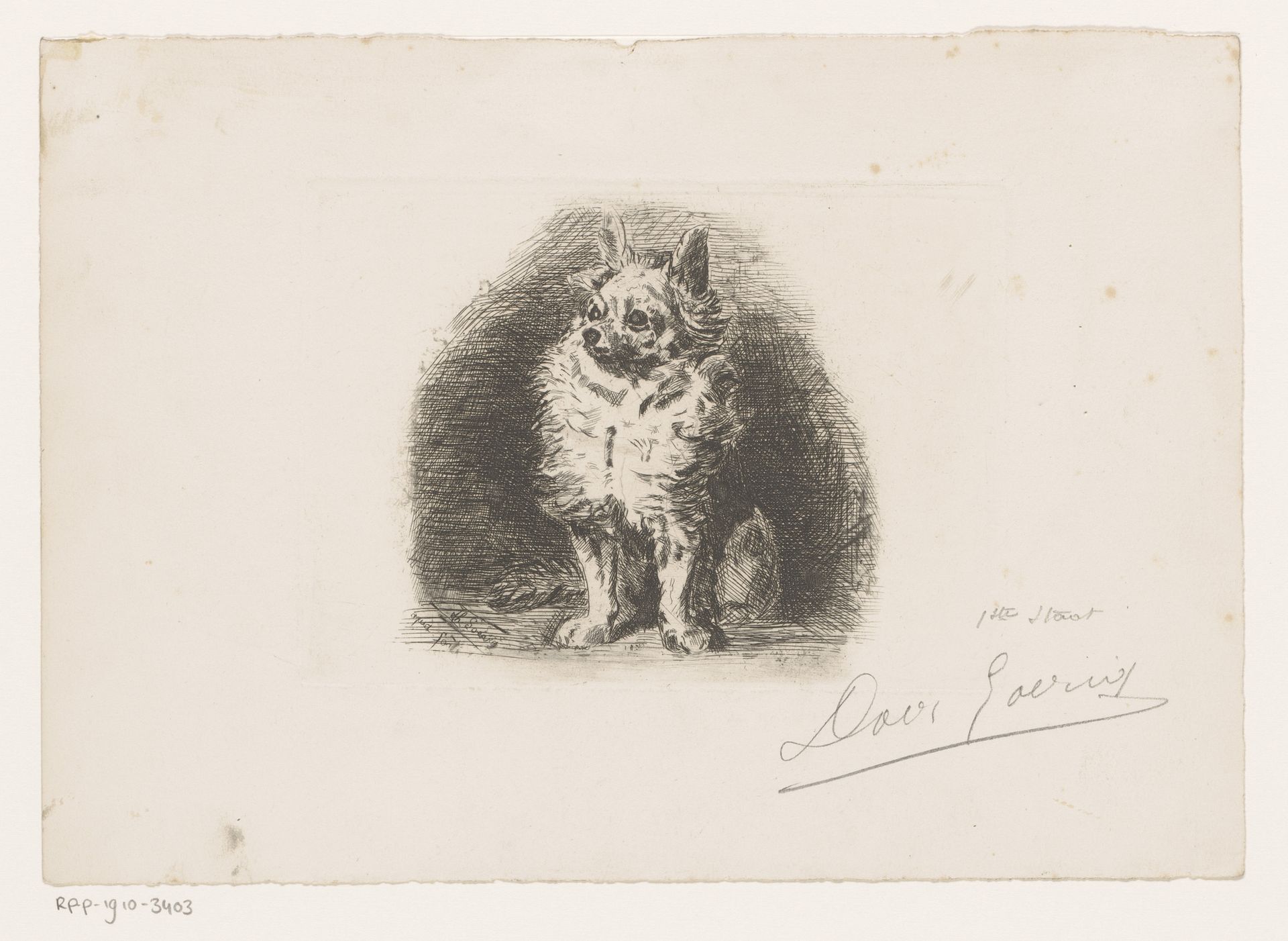 Hond by David Goerig