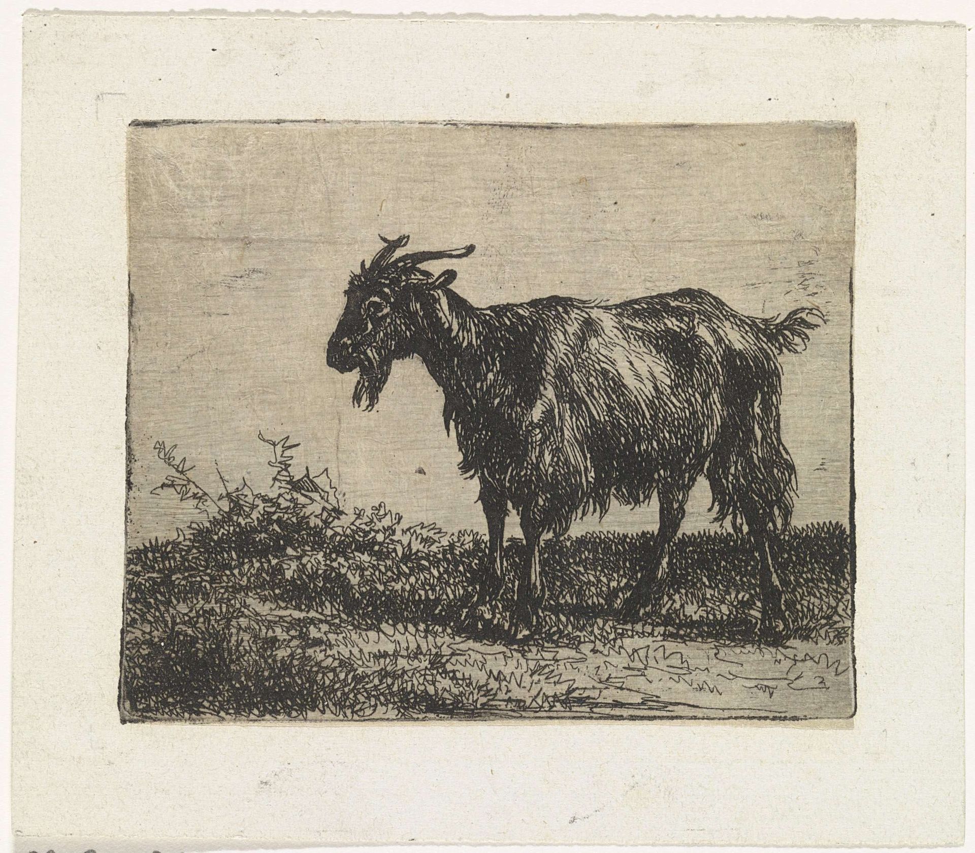 Geit by Jan Bedijs Tom