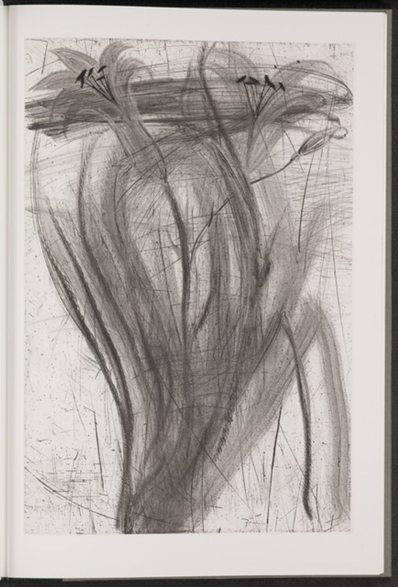 Daylily by Jim Dine
