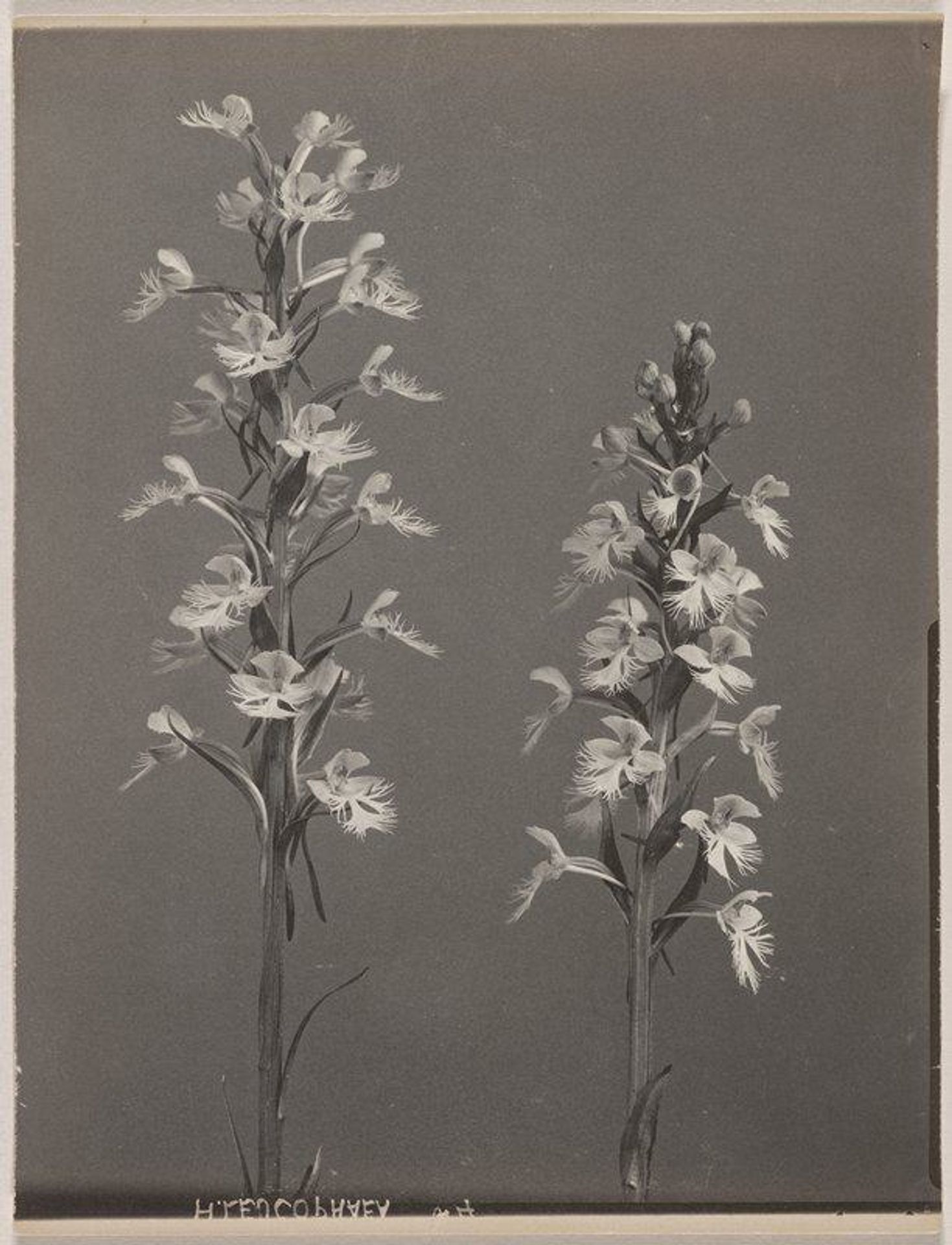 Habenaria leucophaea- Prairie White Fringed Orchid by Edwin Hale Lincoln