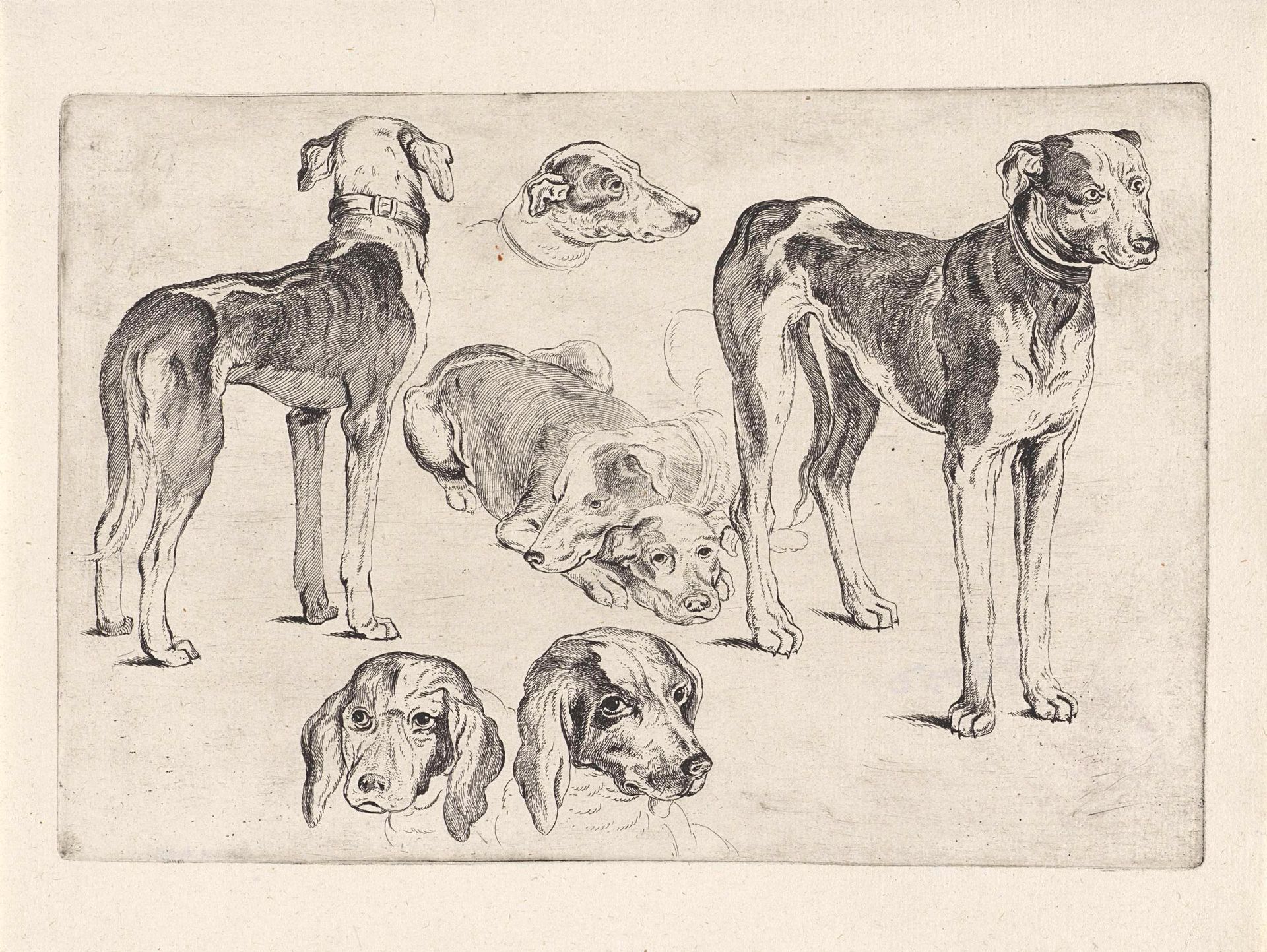 Studies van jachthonden by Wenceslaus Hollar