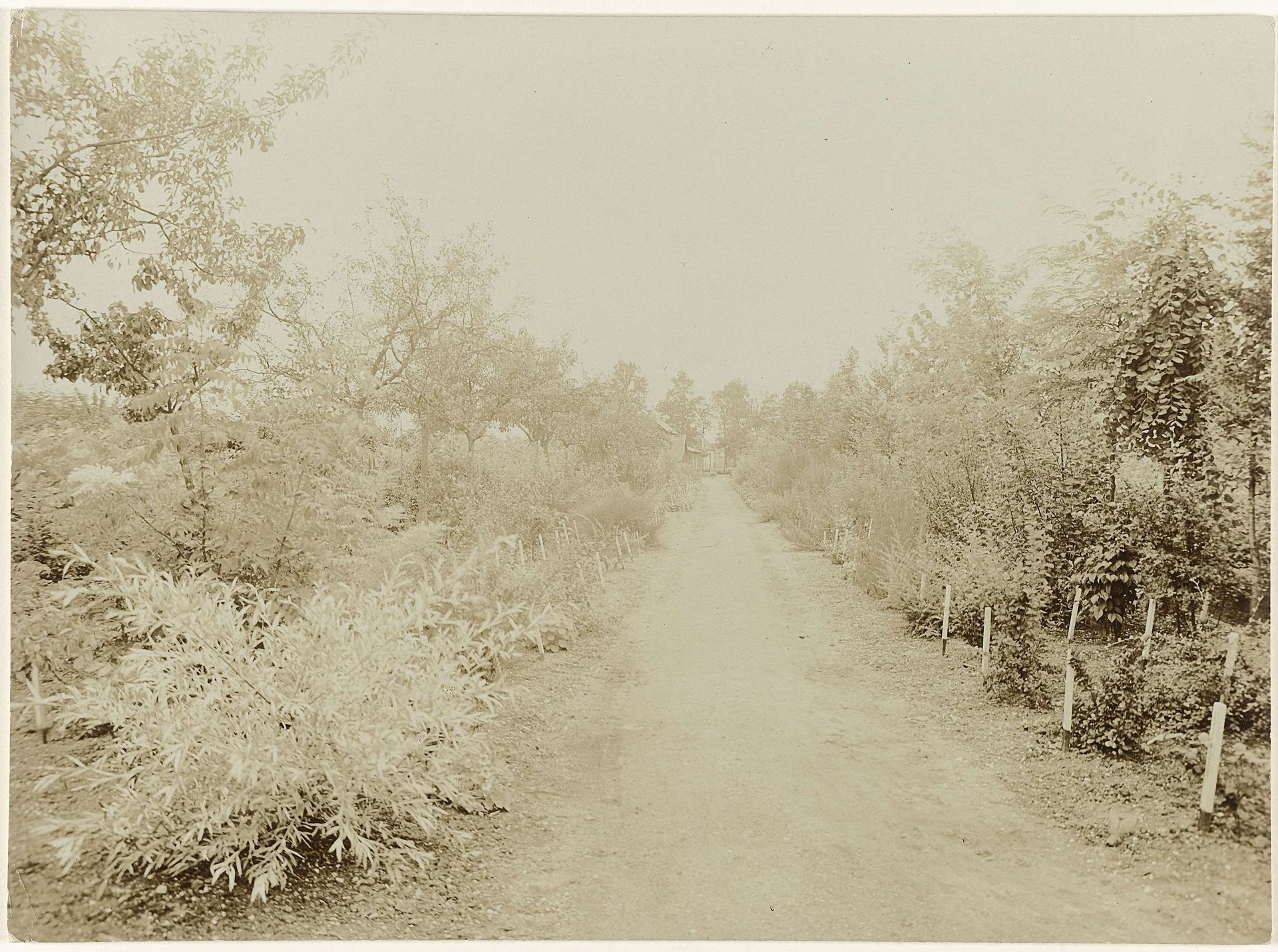 Arboretum in de boomkwekerij van de firma K. van Nes & Zonen te Apeldoorn by Richard Tepe