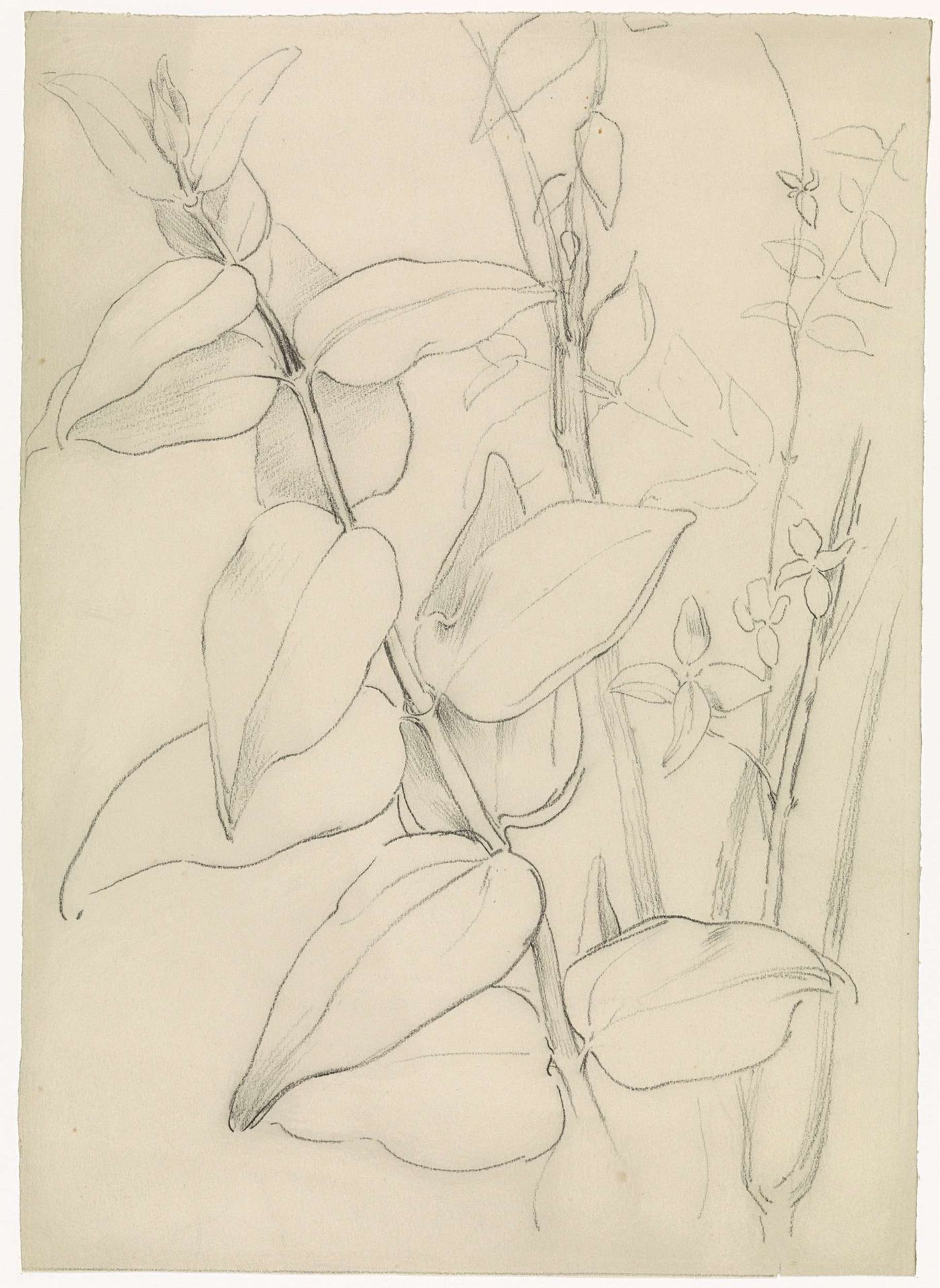 Plantstudie by Antoon Derkinderen