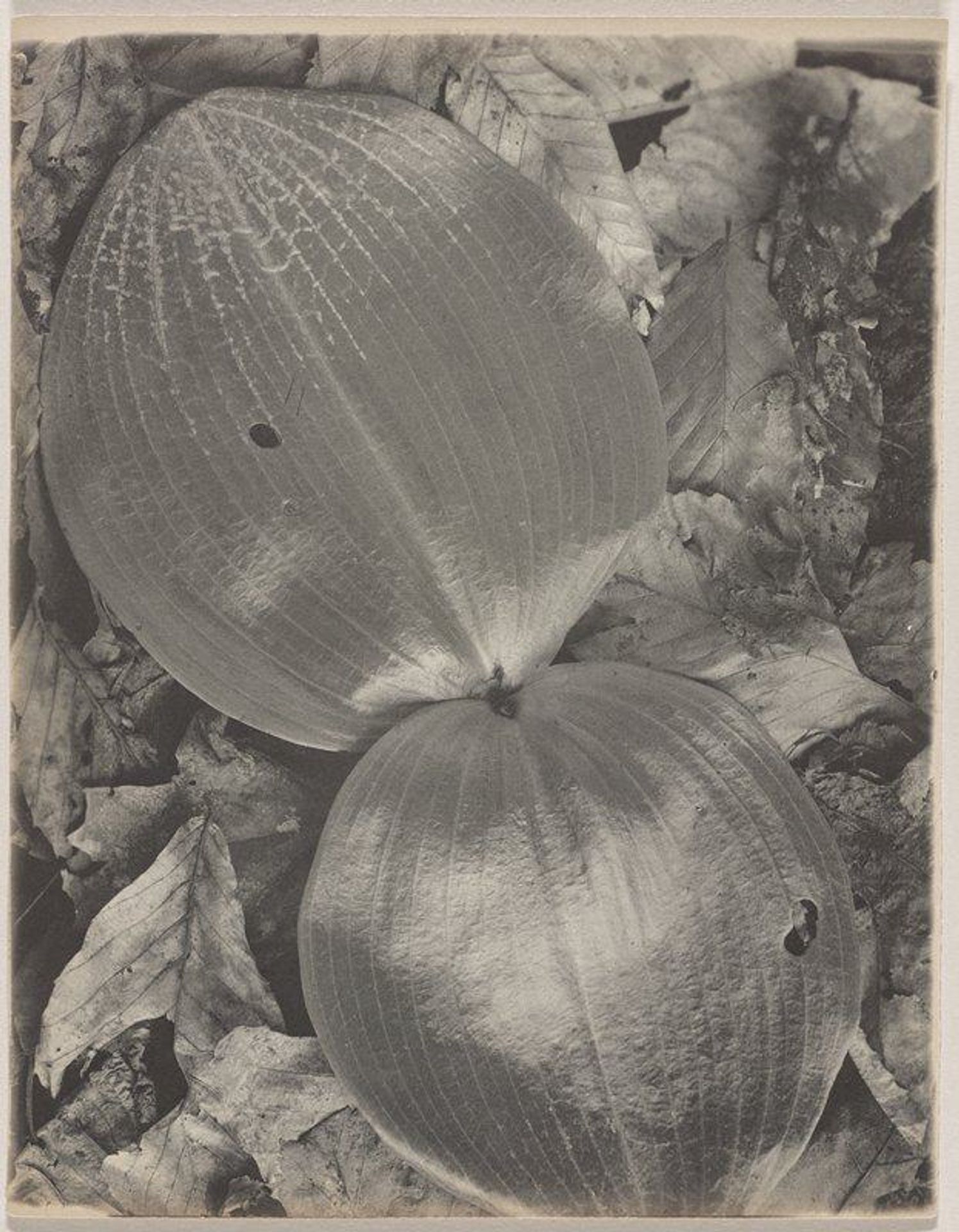 Habenaria orbiculata- Round-leaved Orchid by Edwin Hale Lincoln