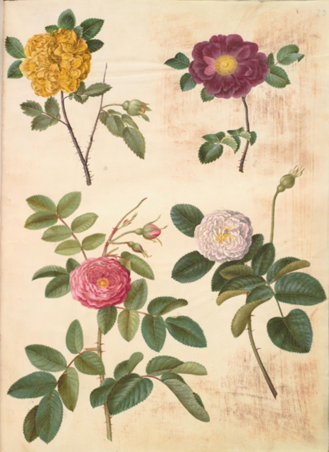 Rosa hemisphaerica (svovlgul rose); Rosa gallica (fløjls-rose); Rosa ×damascena (damascener-rose) by Hans Simon Holtzbecker