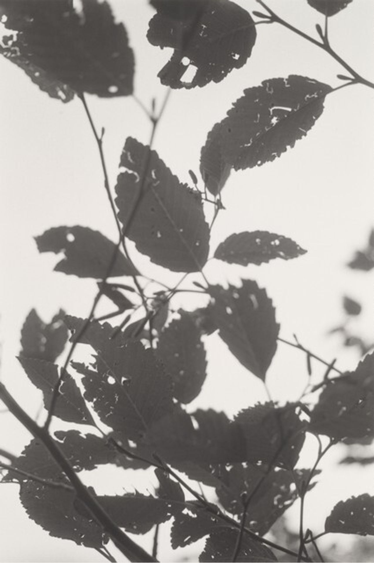 Neahkahnie Mountain, Oregon by Robert Adams