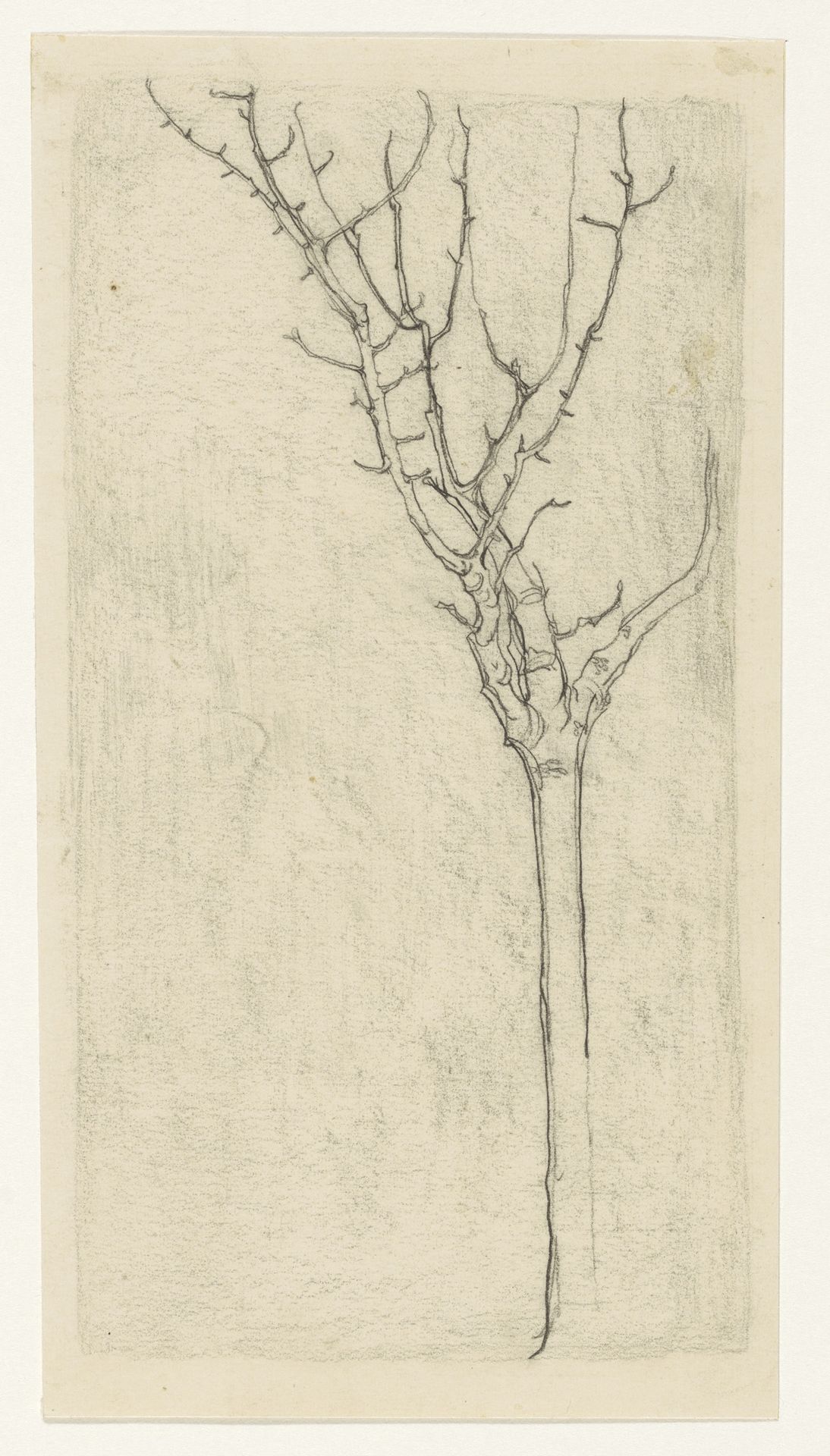 Kale boom by Jan Mankes