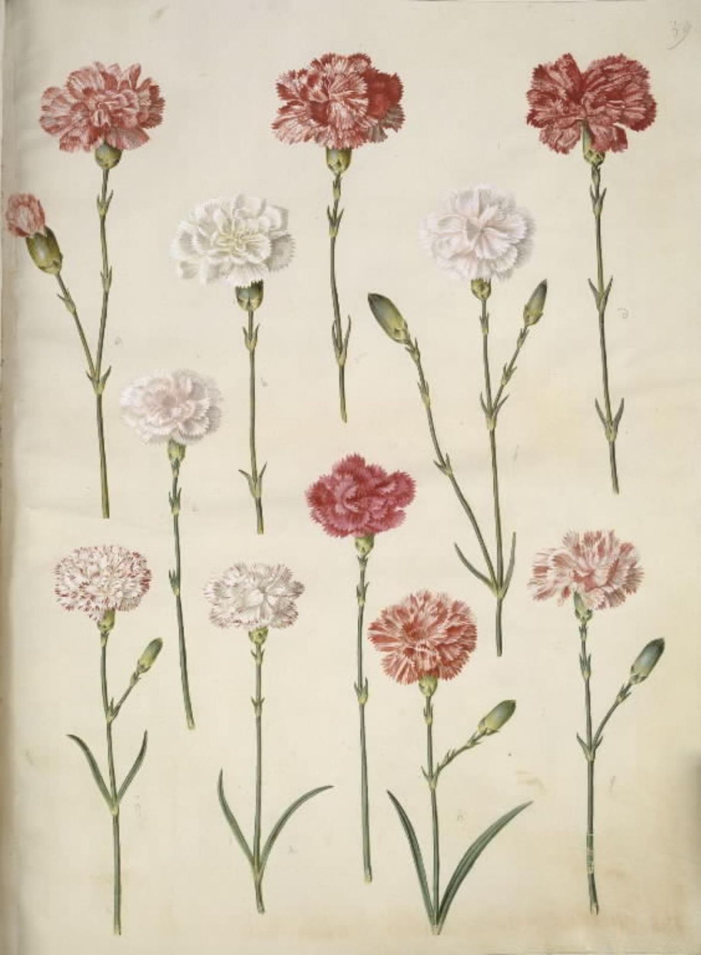 Dianthus caryophyllus (have-nellike) by Hans Simon Holtzbecker