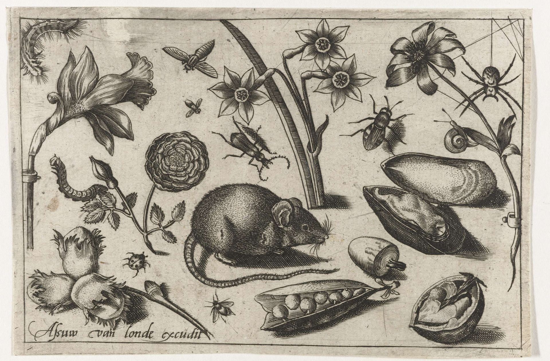 Bloemen, een muis, insecten en een mossel by Nicolaes de Bruyn