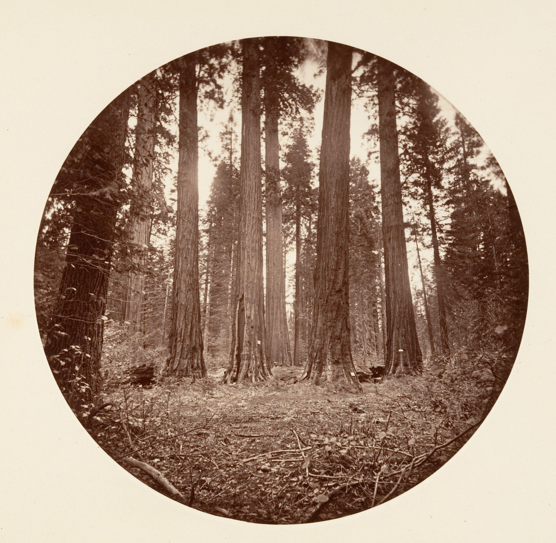 James King of William. Keyston State etc. Calaveras Grove by Carleton E. Watkins