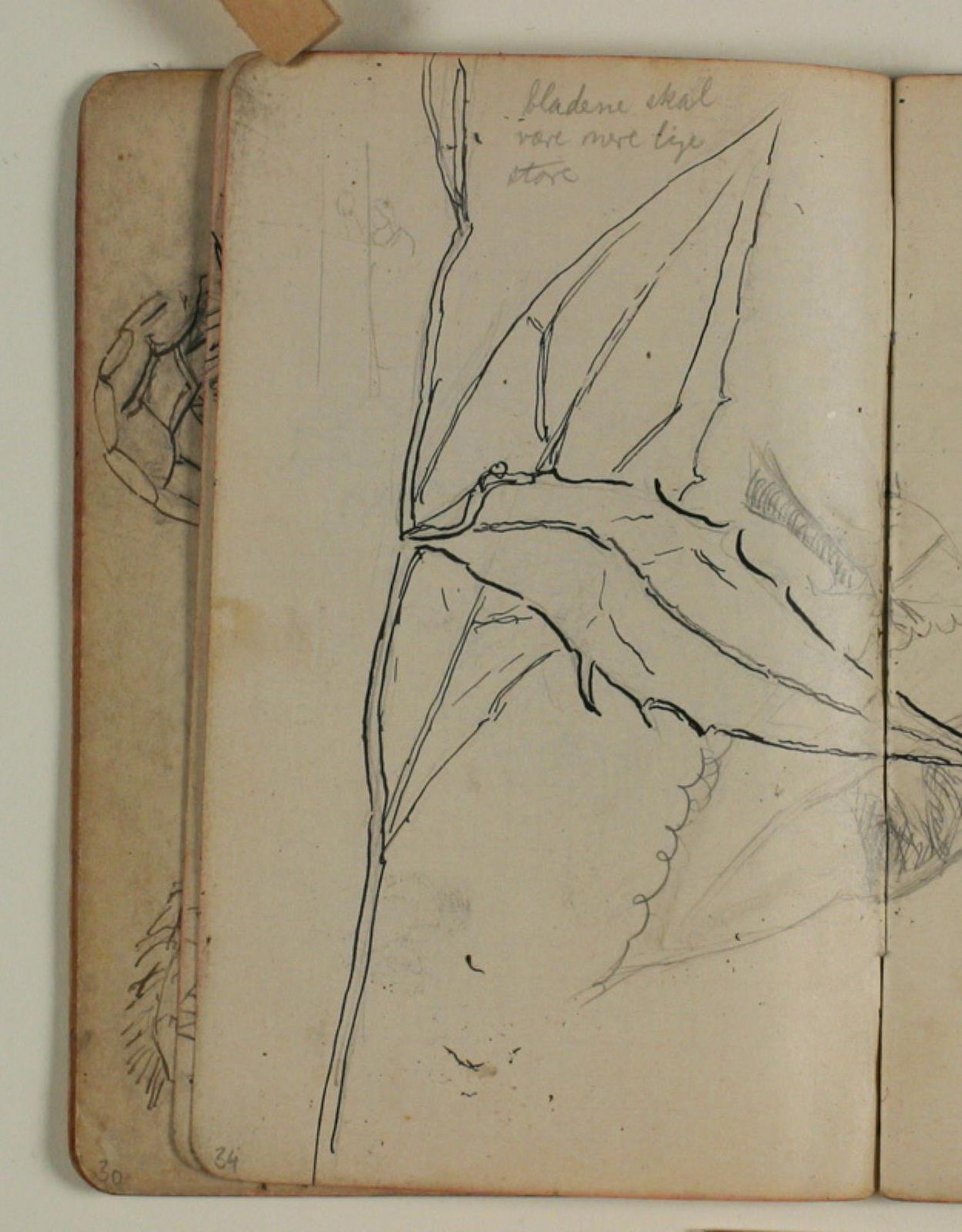 Plantestudie by Niels Larsen Stevns