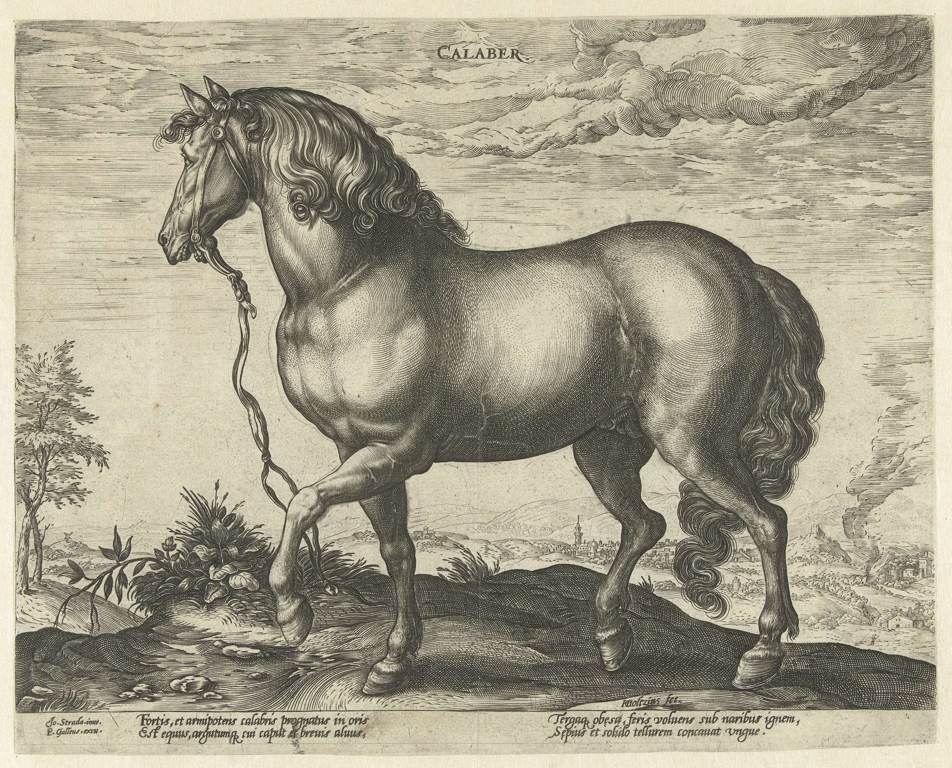 Paard uit Calabrië by Hendrick Goltzius