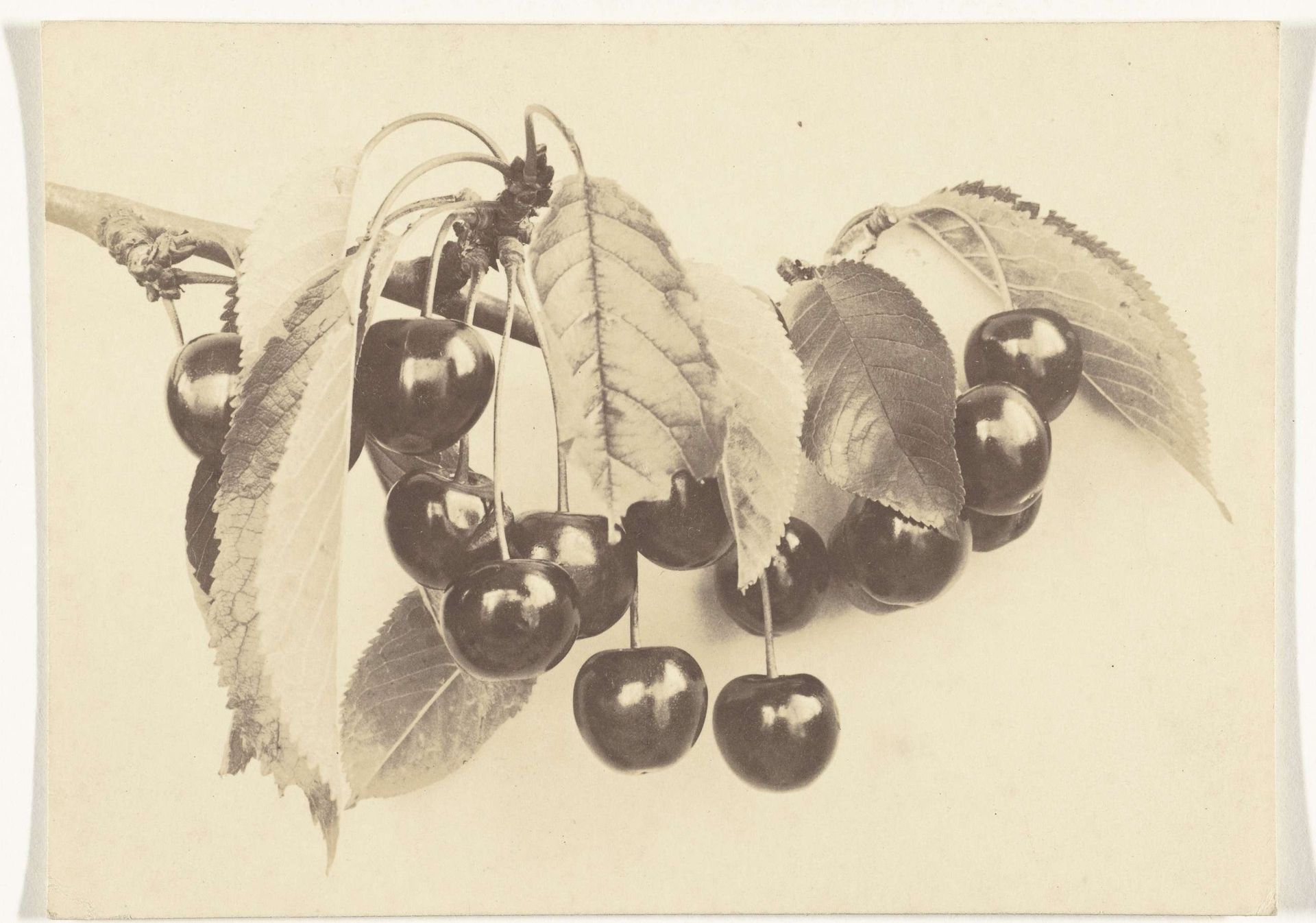 Plantstudie van een kersentak by Richard Tepe