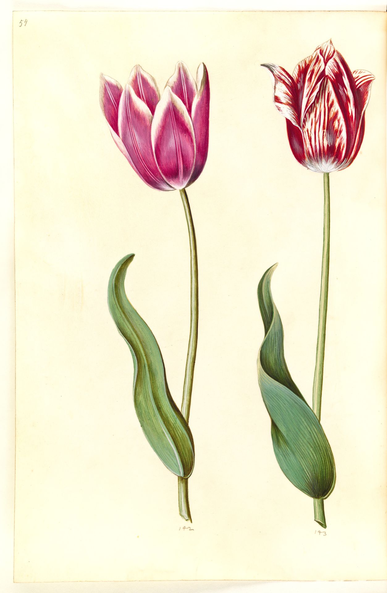 Tulipa gesneriana (have-tulipan) by Hans Simon Holtzbecker