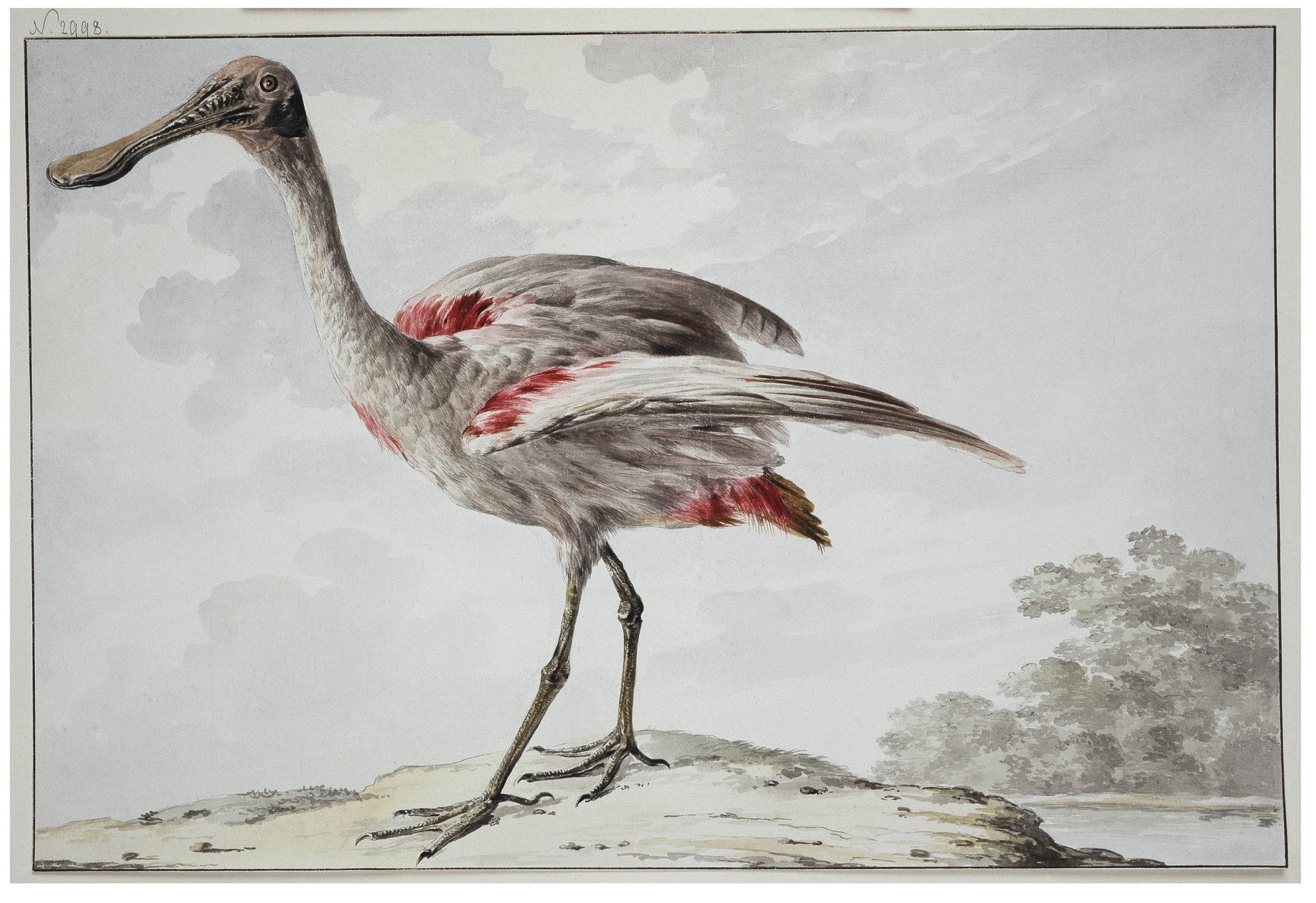A Roseate Spoonbill (Platalea ajaja) by Aert Schouman
