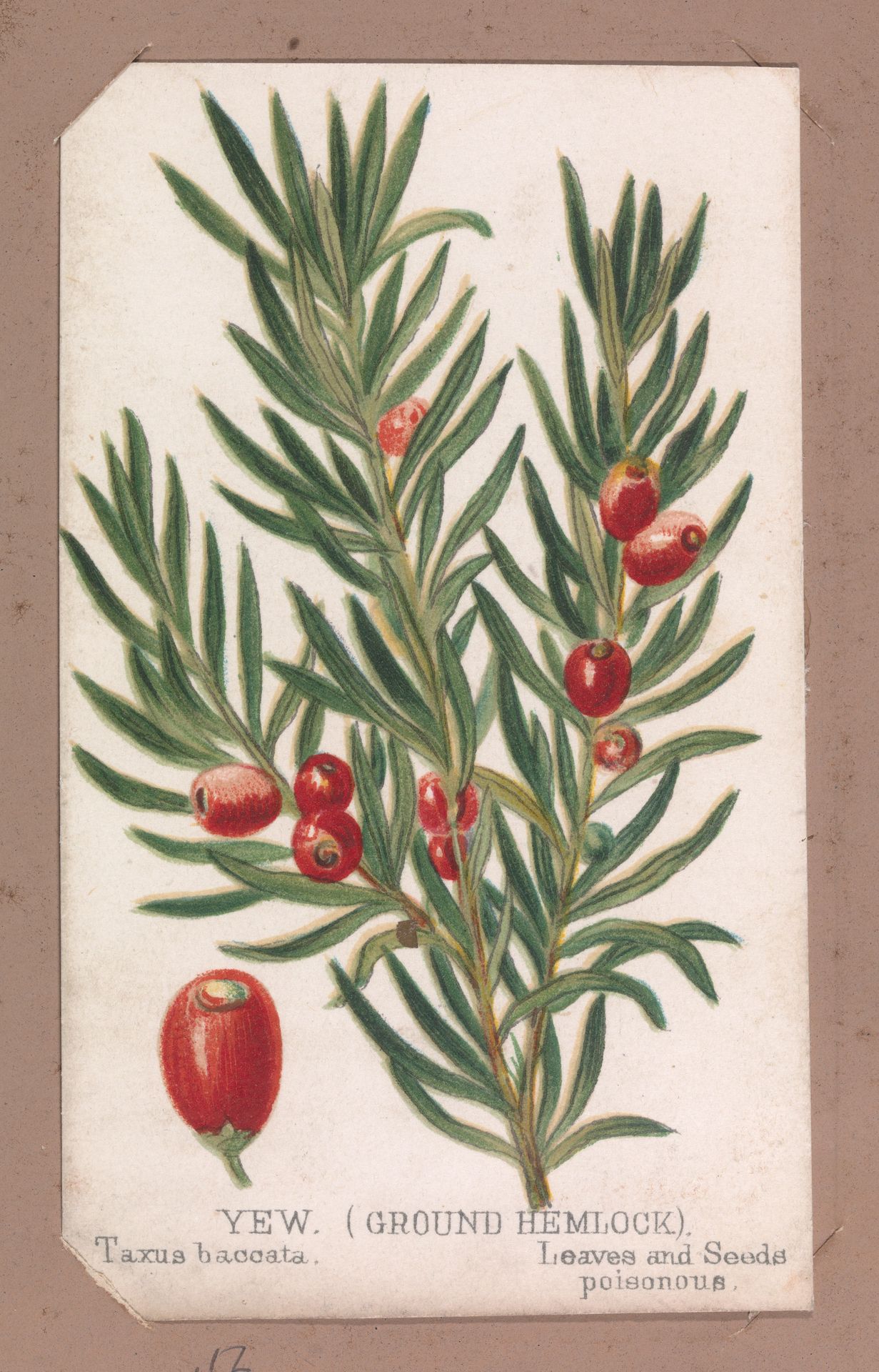 Yew (Ground Hemlock) from the Plants series by Louis Prang & Co.