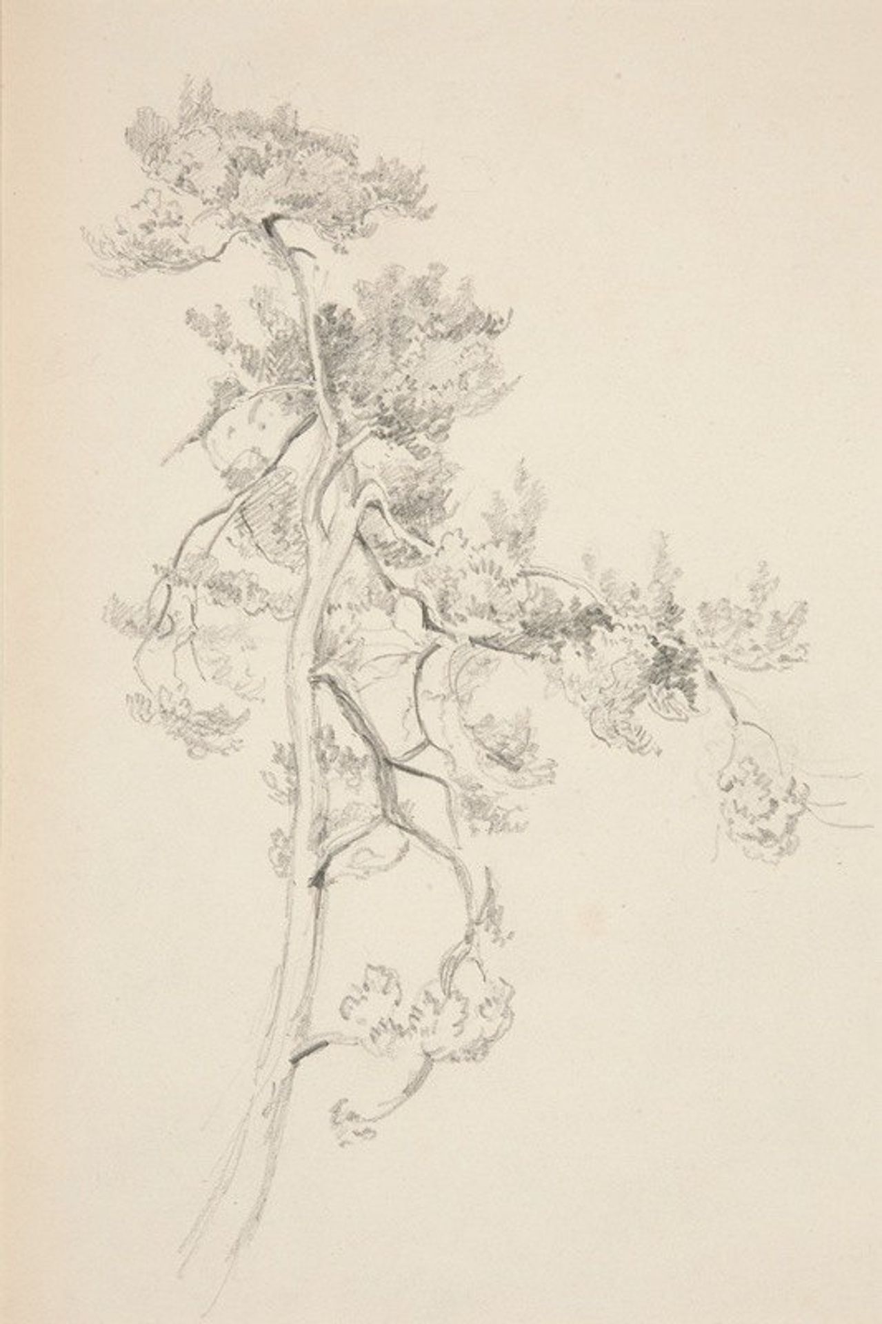 Tree and Foliage by John Singer Sargent