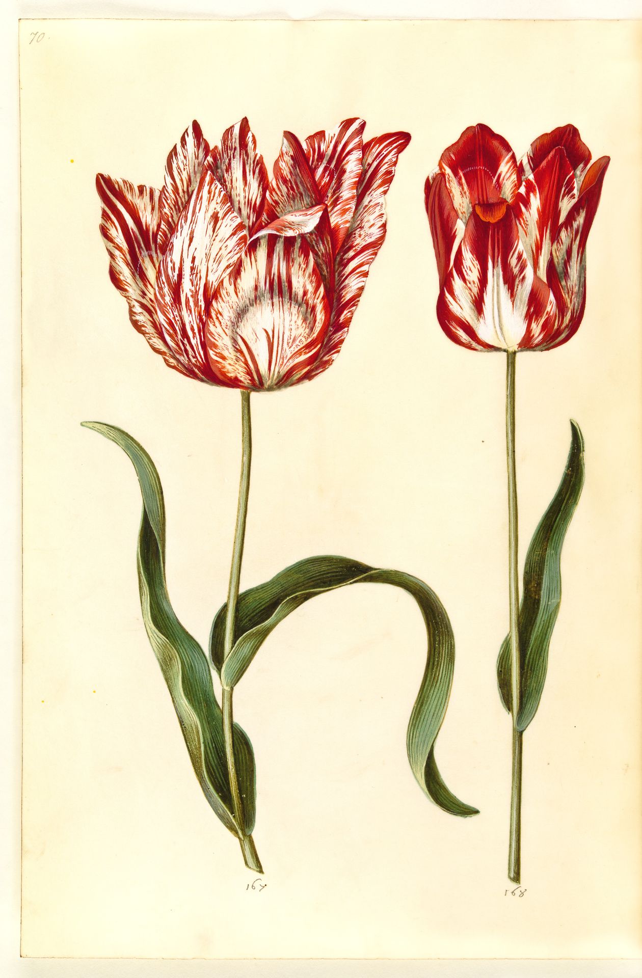 Tulipa gesneriana (have-tulipan) by Hans Simon Holtzbecker