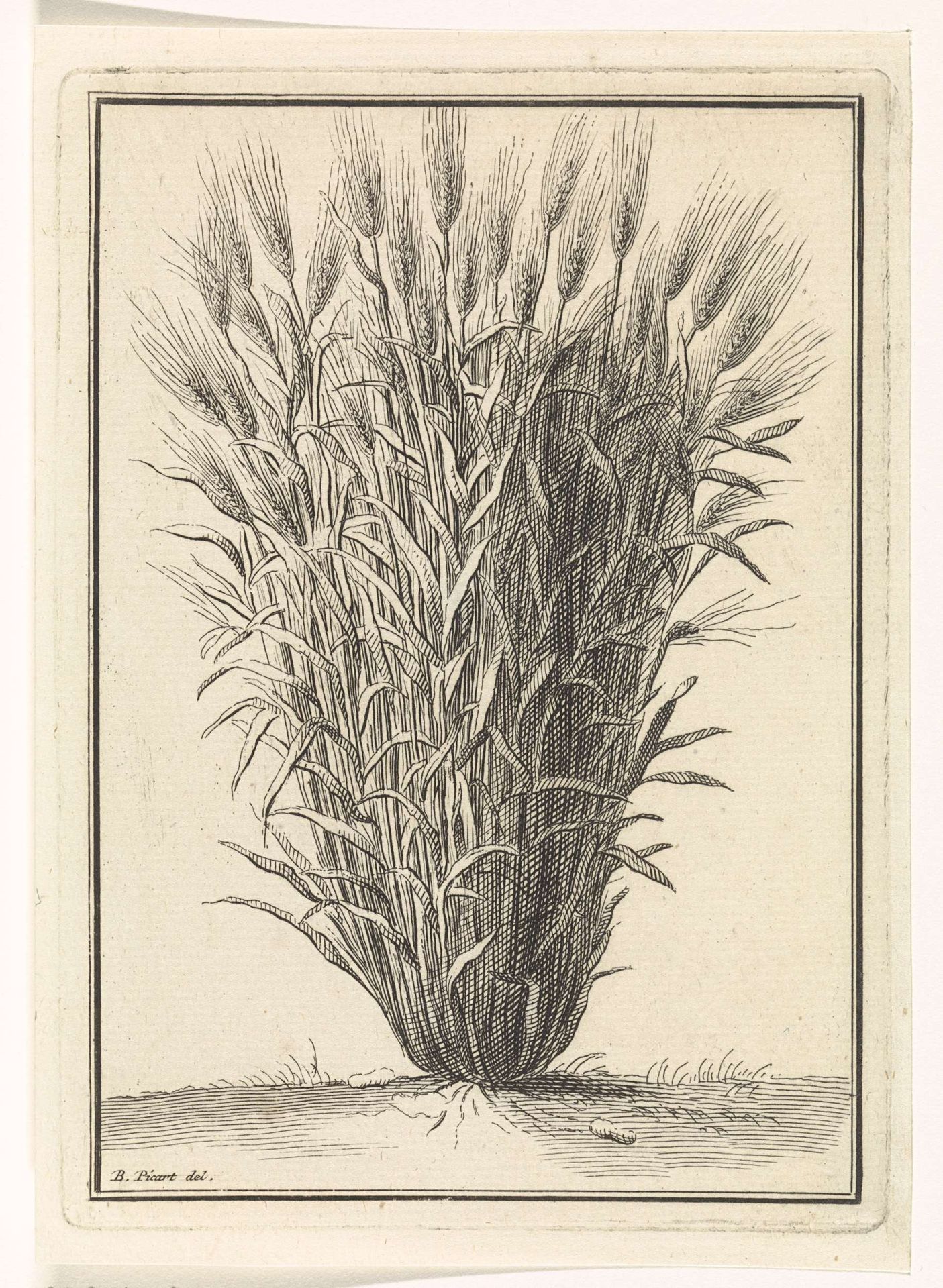 Tarwe- of roggeplant by Bernard Picart