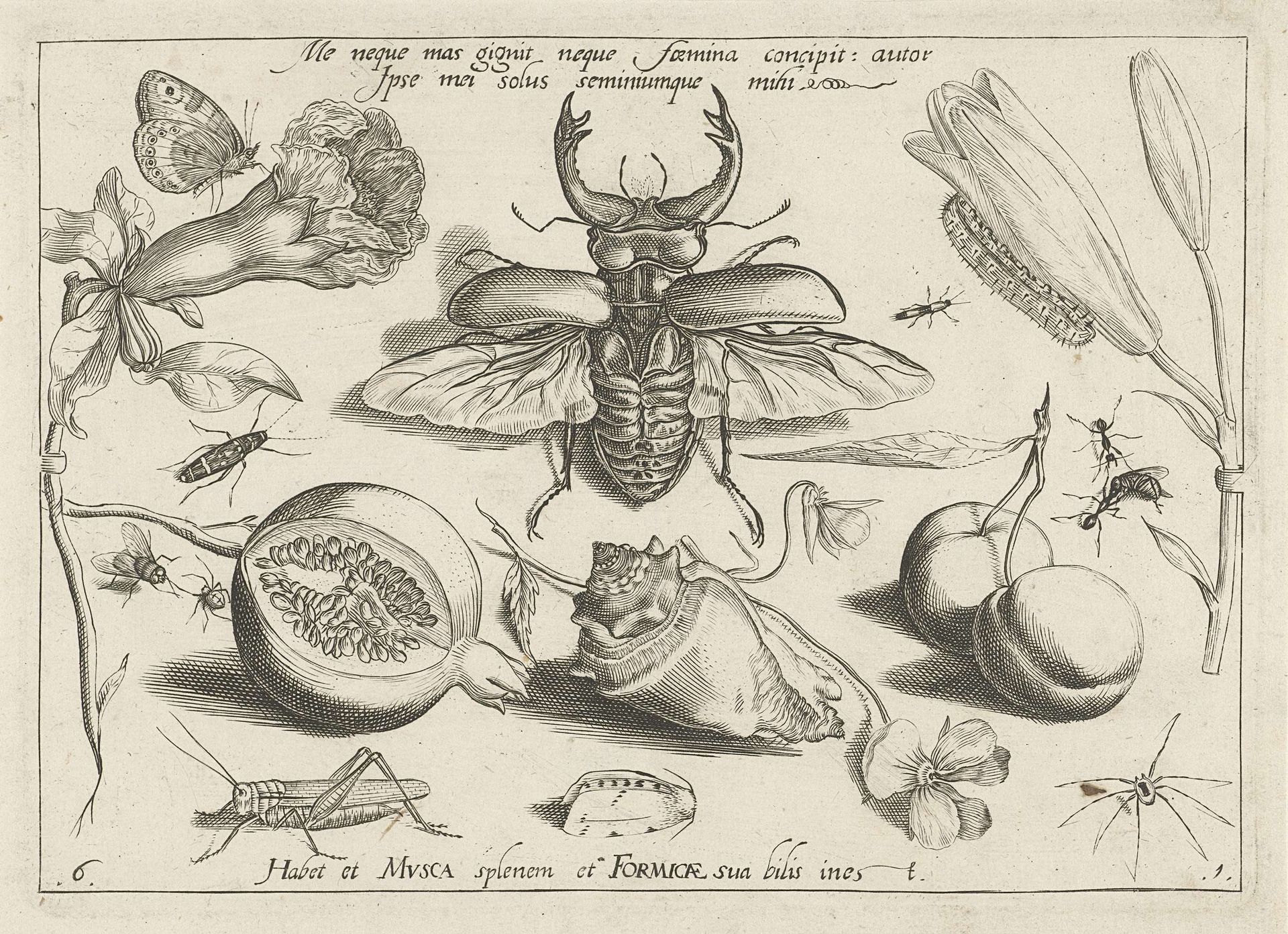 Insecten, bloemen en vruchten rond een hertkever en een schelp by Jacob Hoefnagel