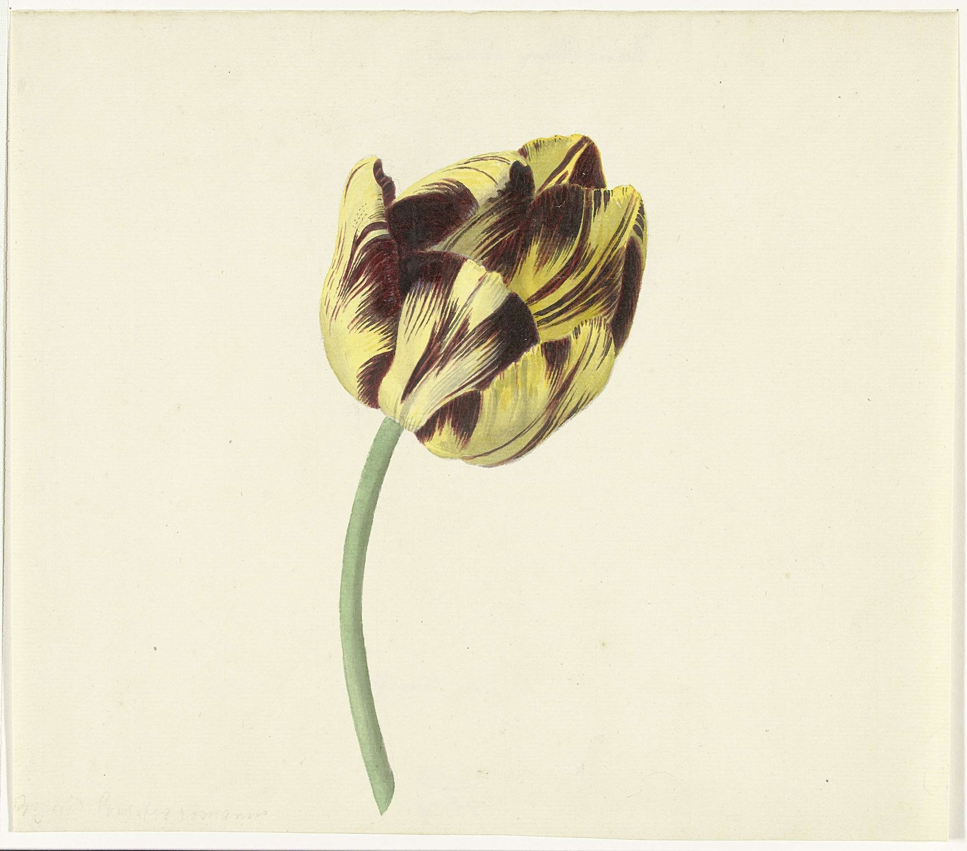 Tulp genaamd Bizard Pontifex Romanus by Cornelis van Noorde