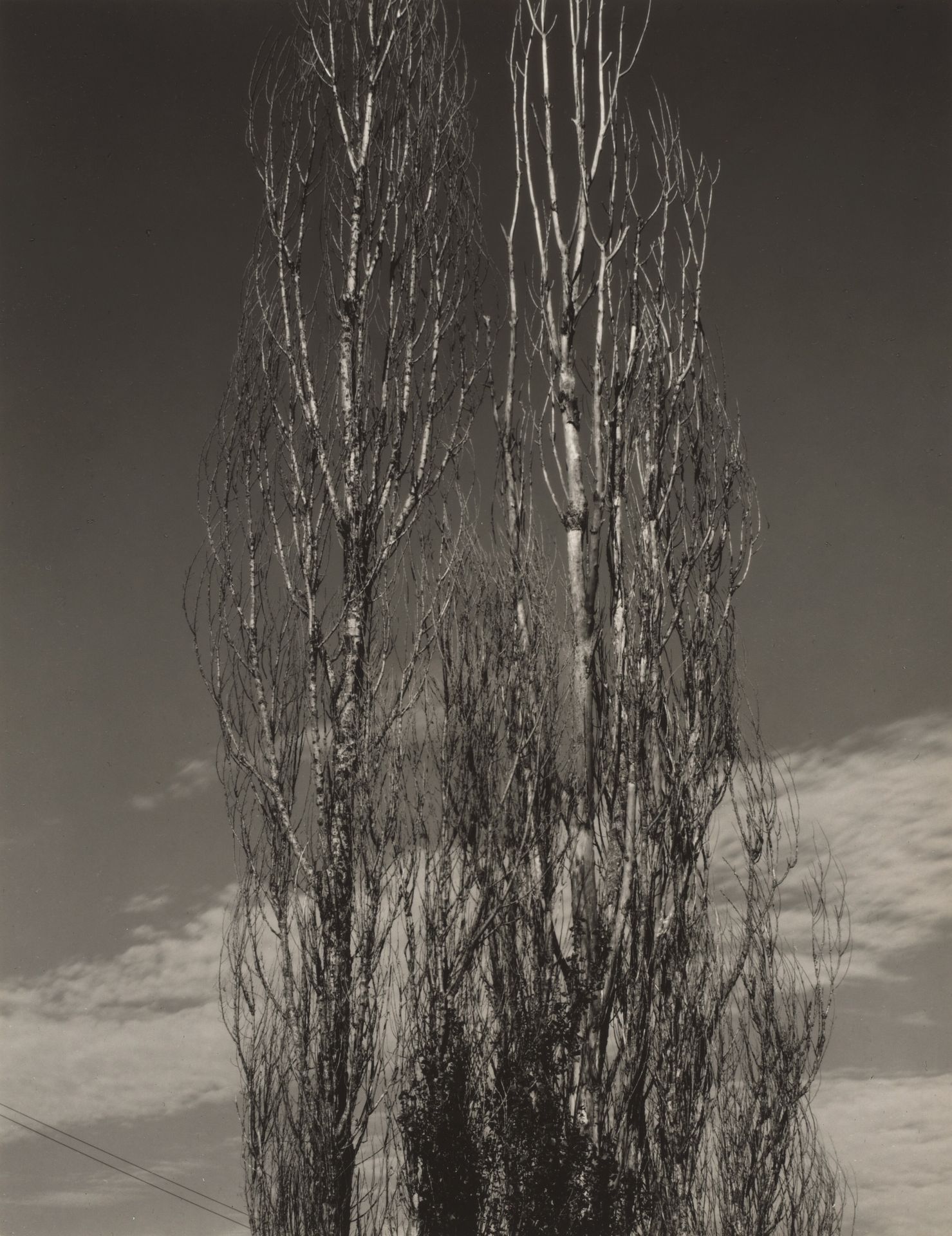 The Two Poplars, Lake George by Alfred Stieglitz