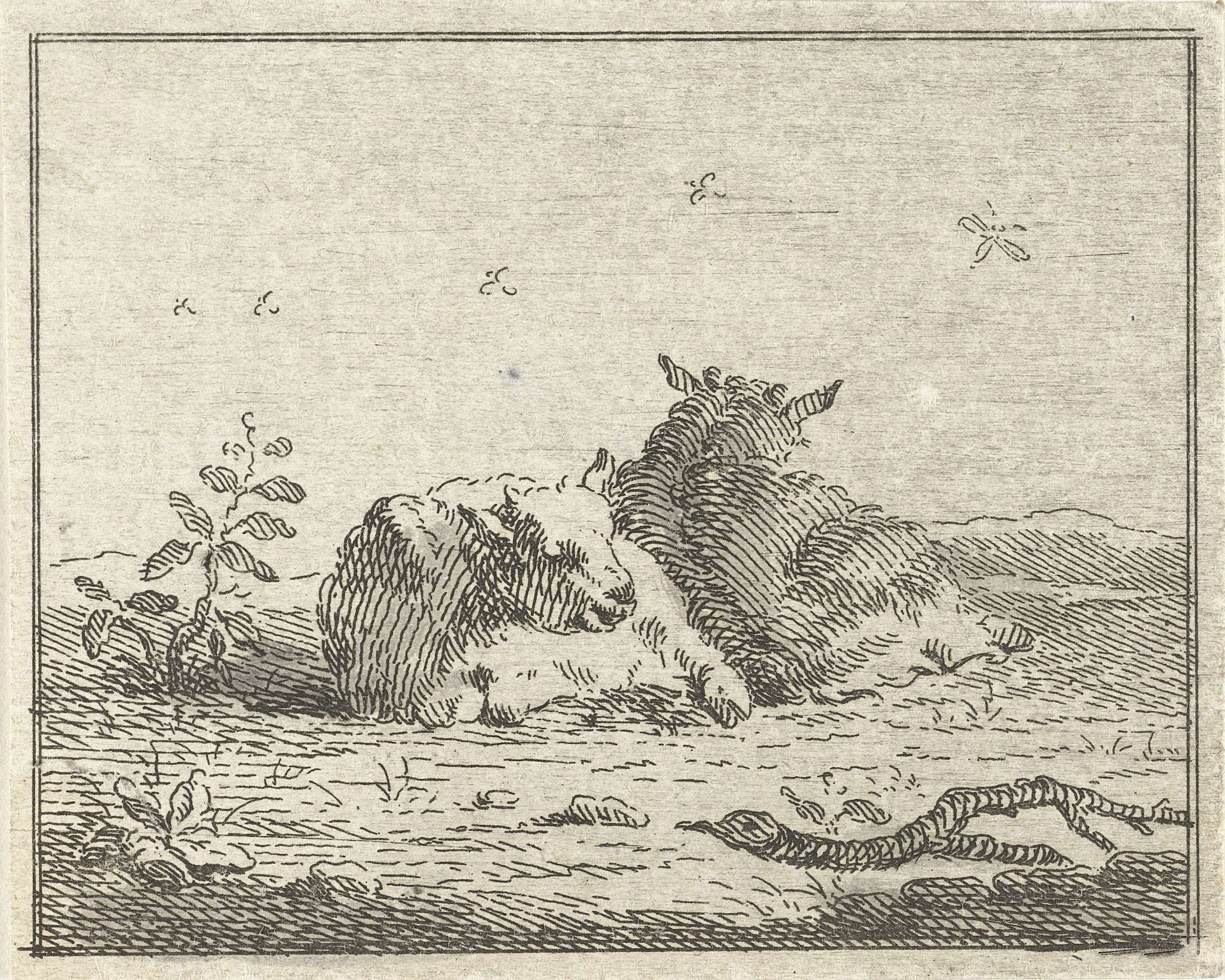 Twee liggende schapen by Jan Matthias Cok
