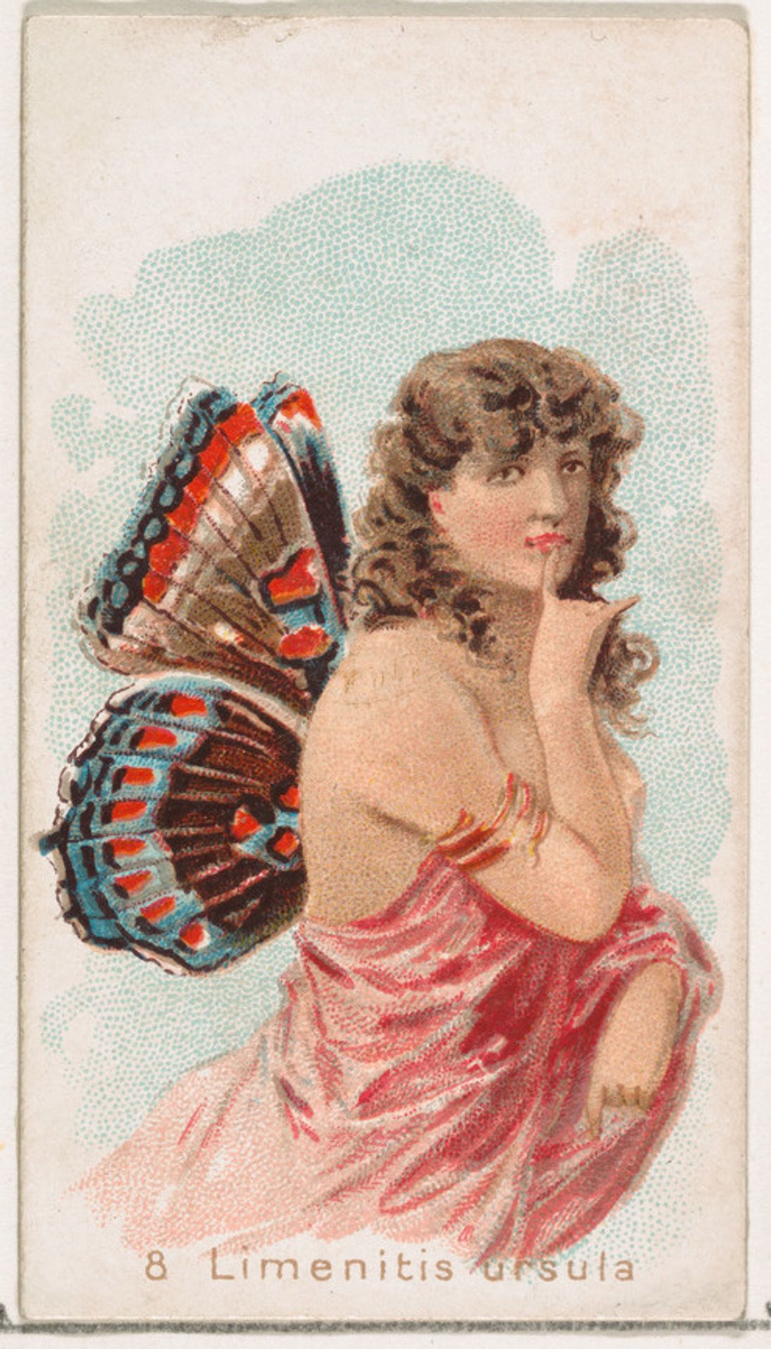 Card 8, Limenitis Ursula, from the Butterflies series (N183) issued by Wm. S. Kimball & Co. by William S. Kimball & Company