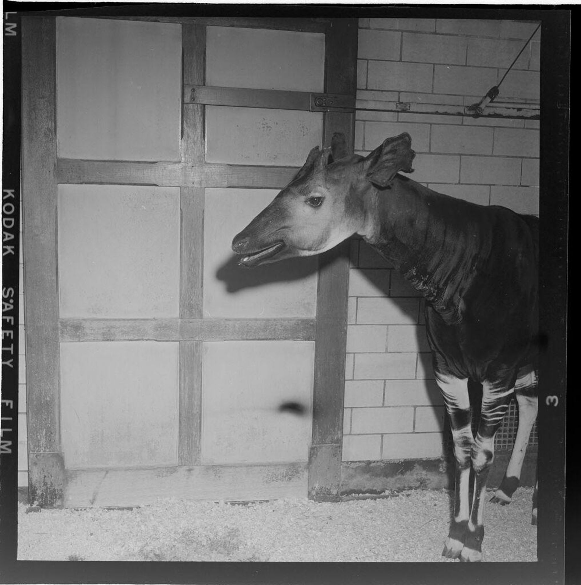 Untitled (animal in pen) by Jack Gould