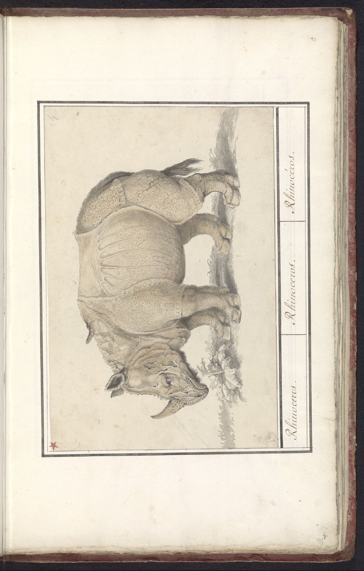 Indische neushoorn (Rhinoceros unicornis) by Anonymous