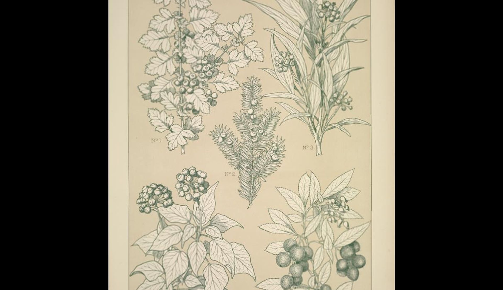 Leaves and Flowers from Nature Ornament no. 7. Hawthorne, Yew, Ivy and Strawberry-tree by Owen Jones