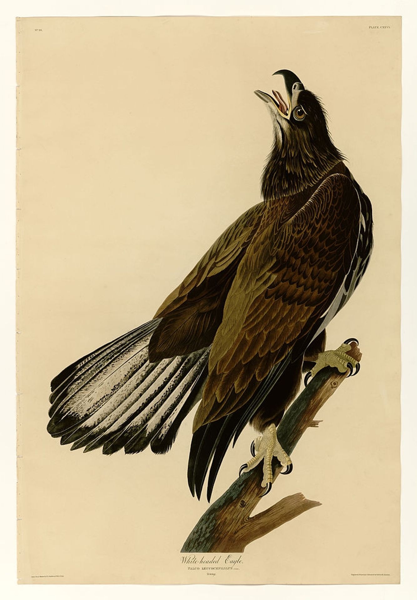 Plate 126 White-headed Eagle by John James Audubon